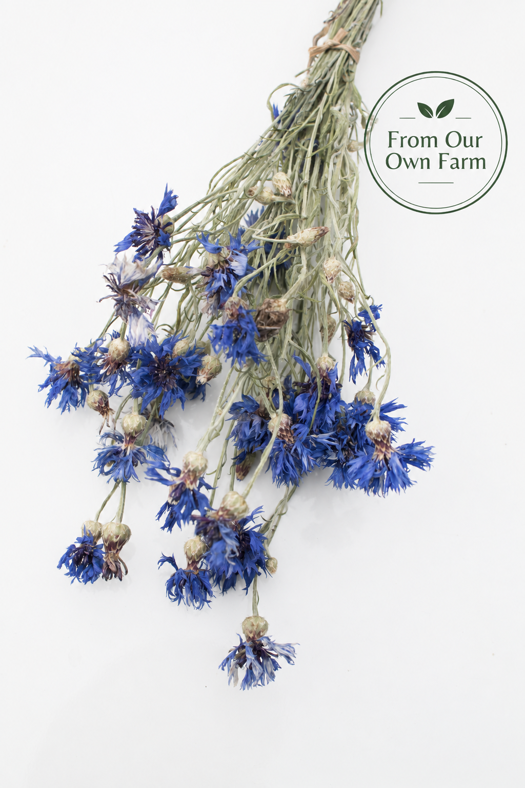 Cornflower Dried Sprays