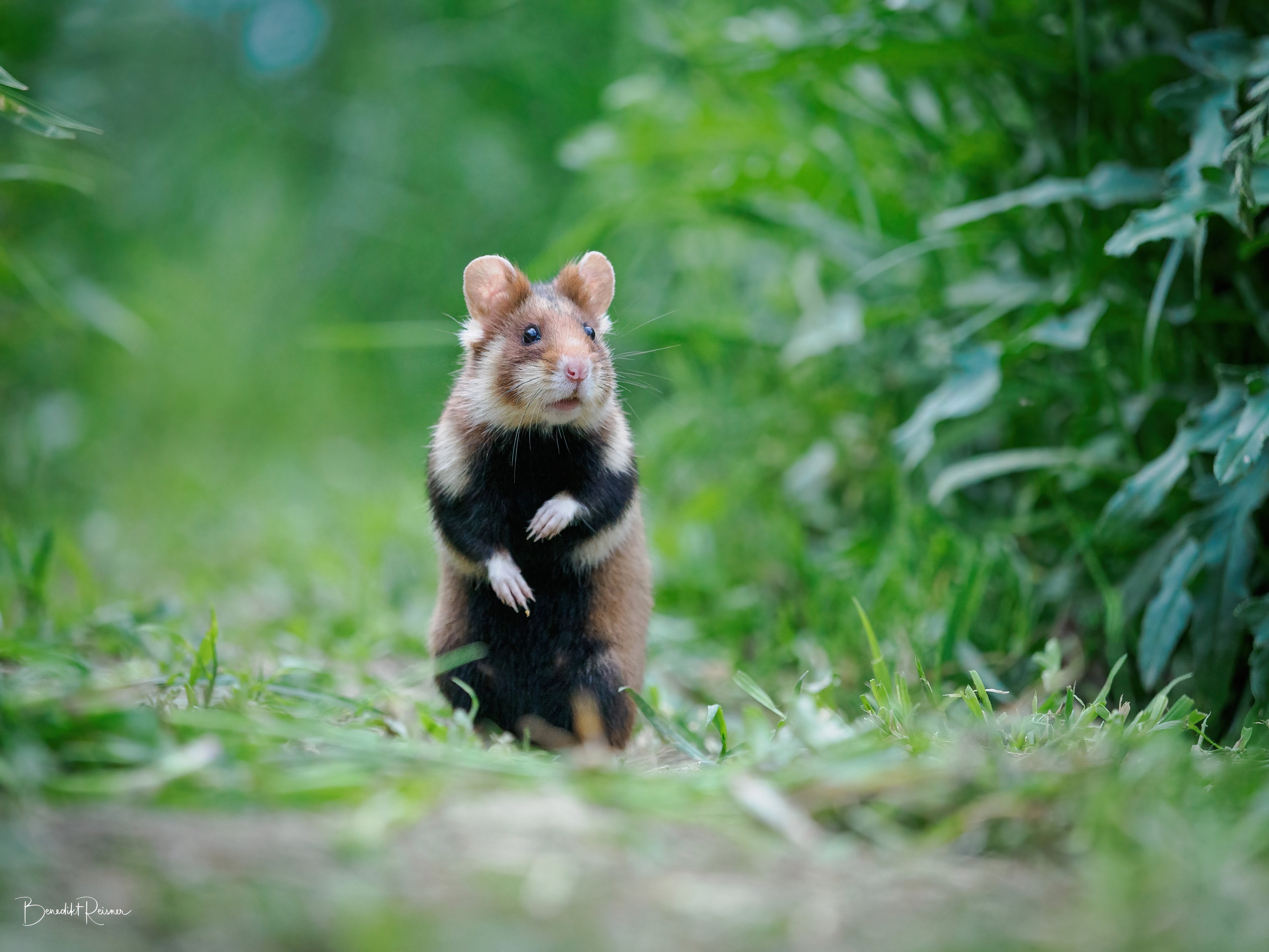 Curious_Hamster_In_The_Field