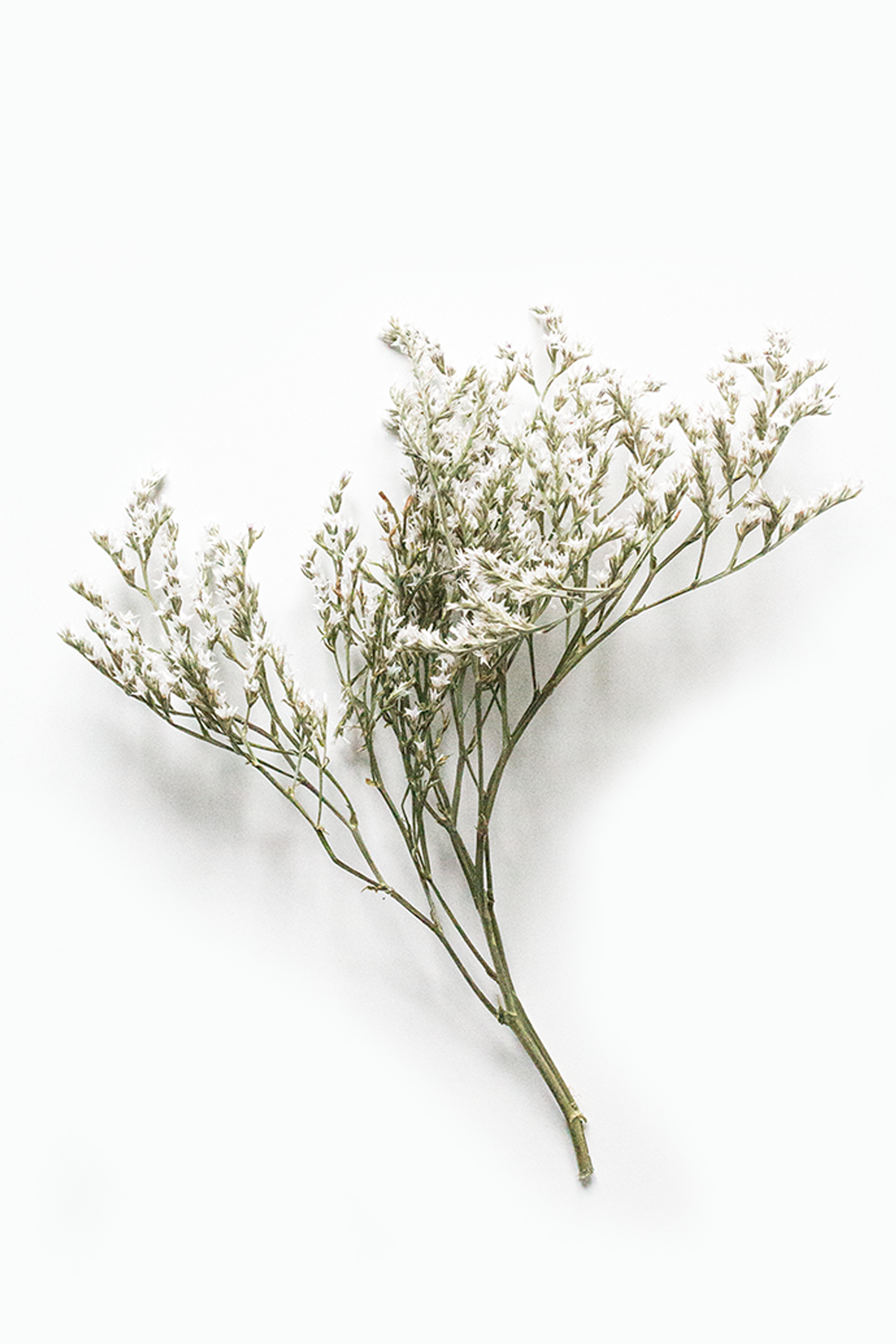 Two branches of baby&