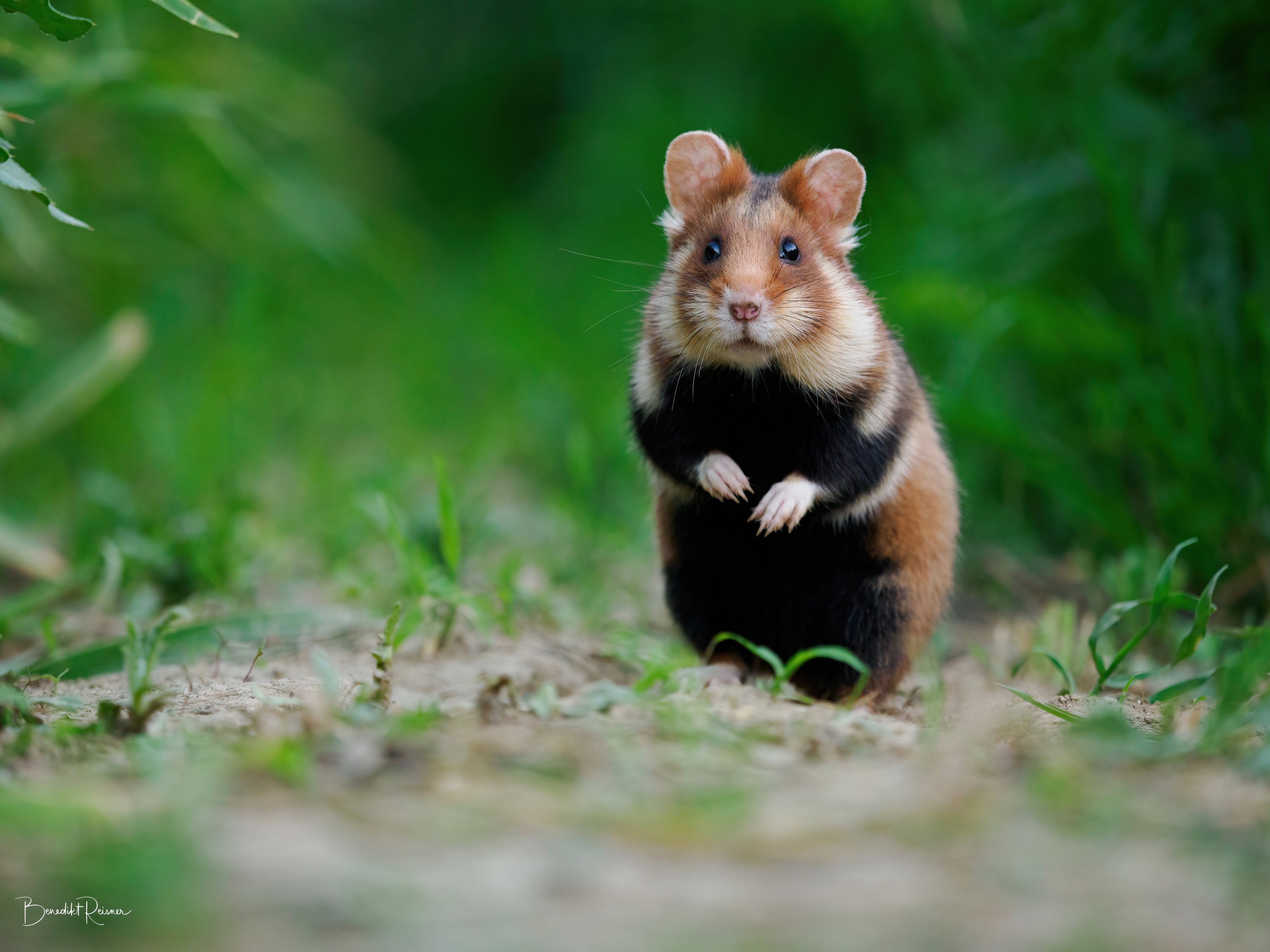 Tedy Bear Hamster In The Fields Moony Paw