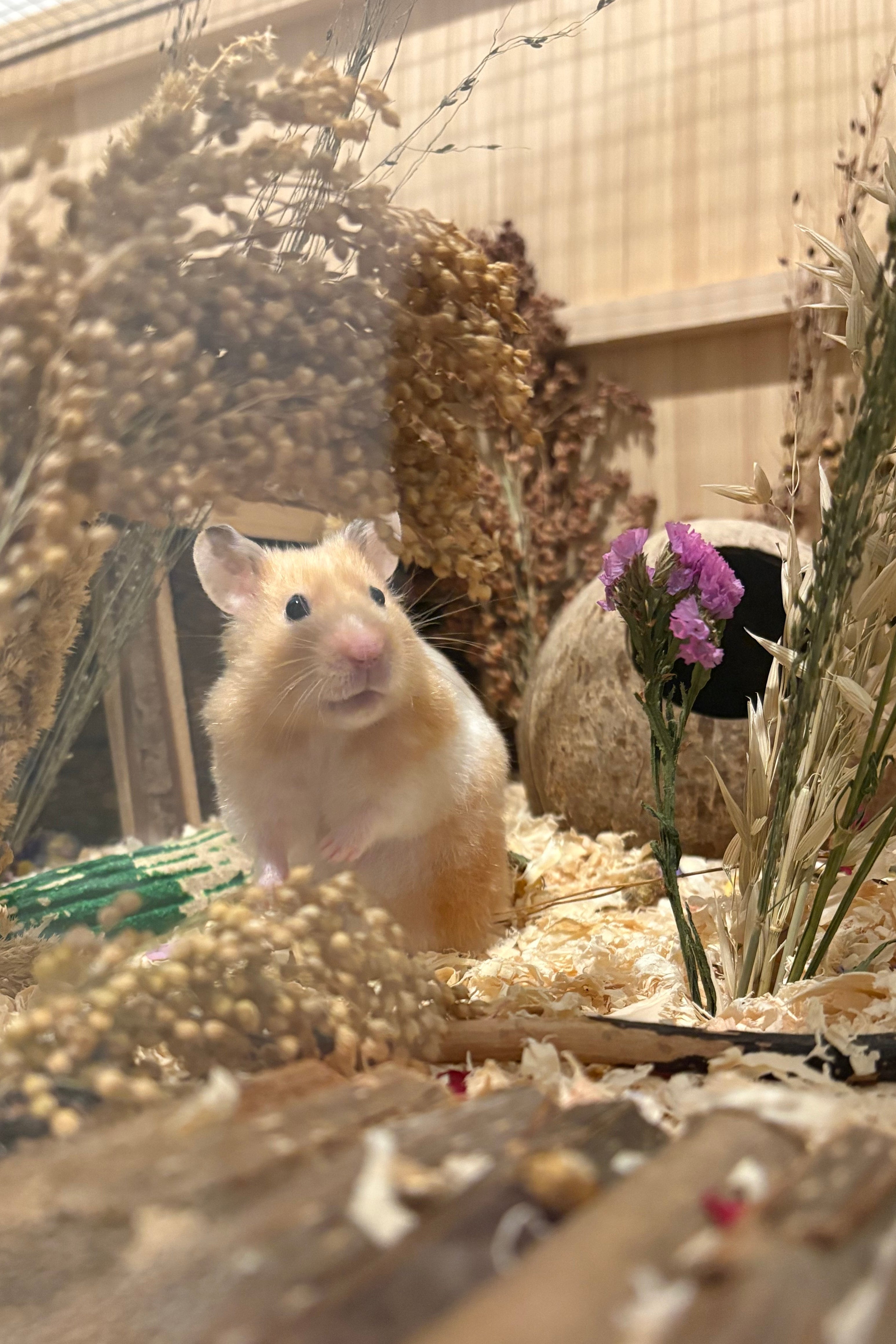 Hamster in a clear cage with a small plant and flowers