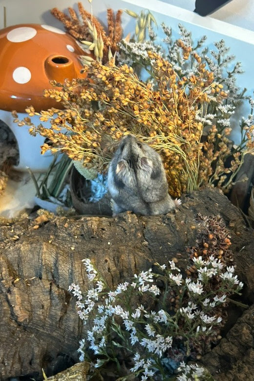 Small animal in a terrarium with plants and a decorative mushroom.