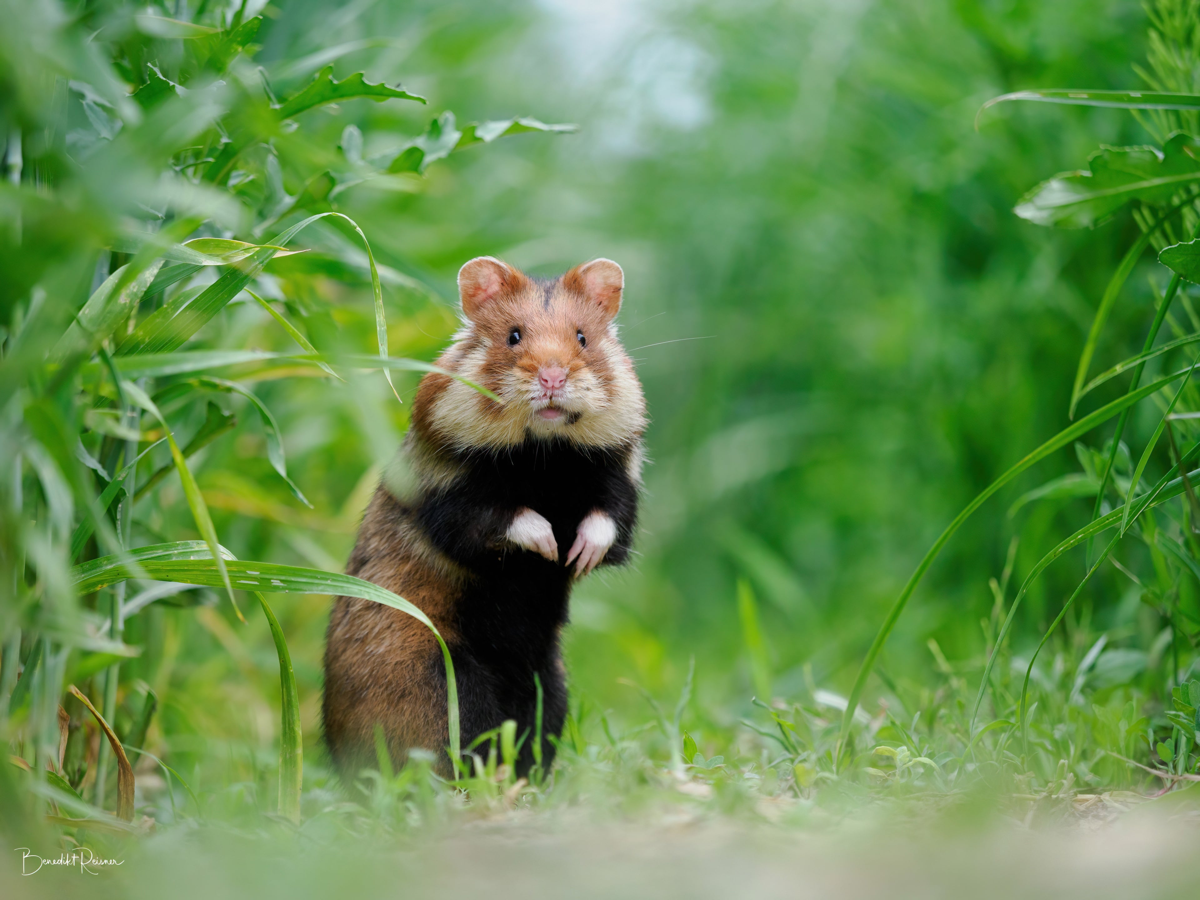 Hamster_In_The_Field
