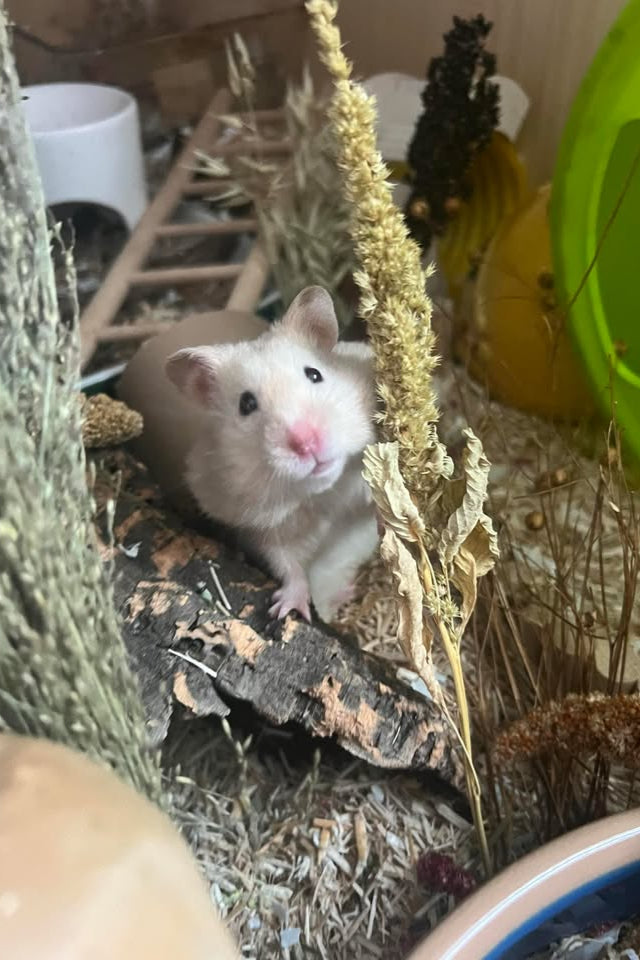 White hamster in a naturalistic setting with plants and wood
