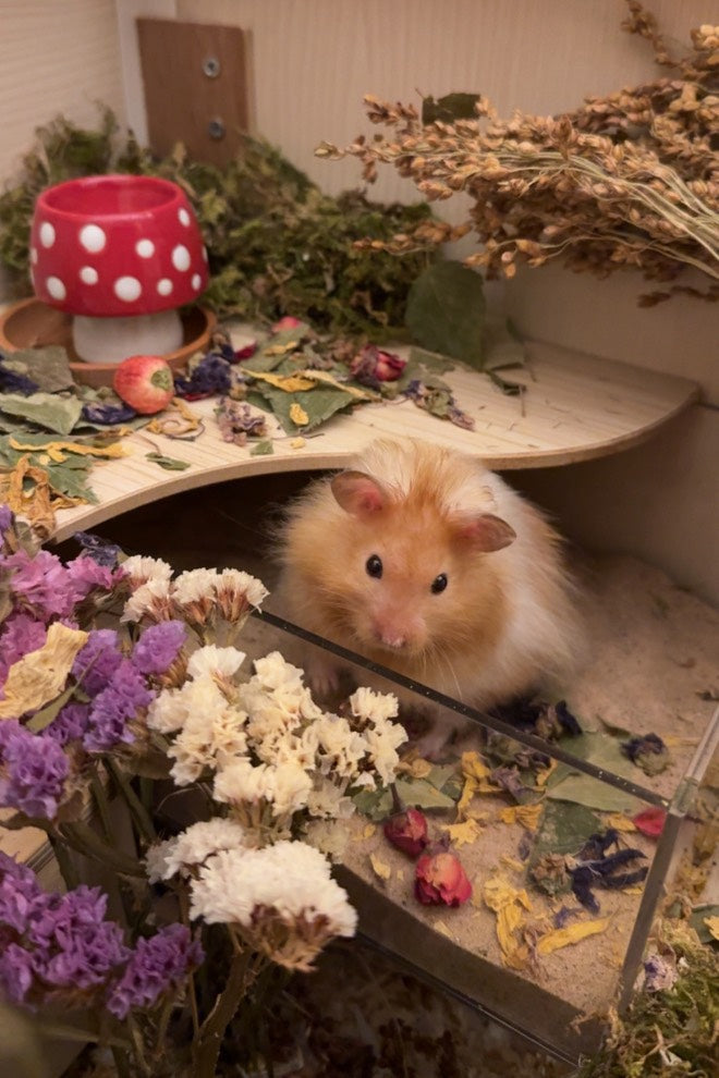 Pink-Purple Statice Flowers