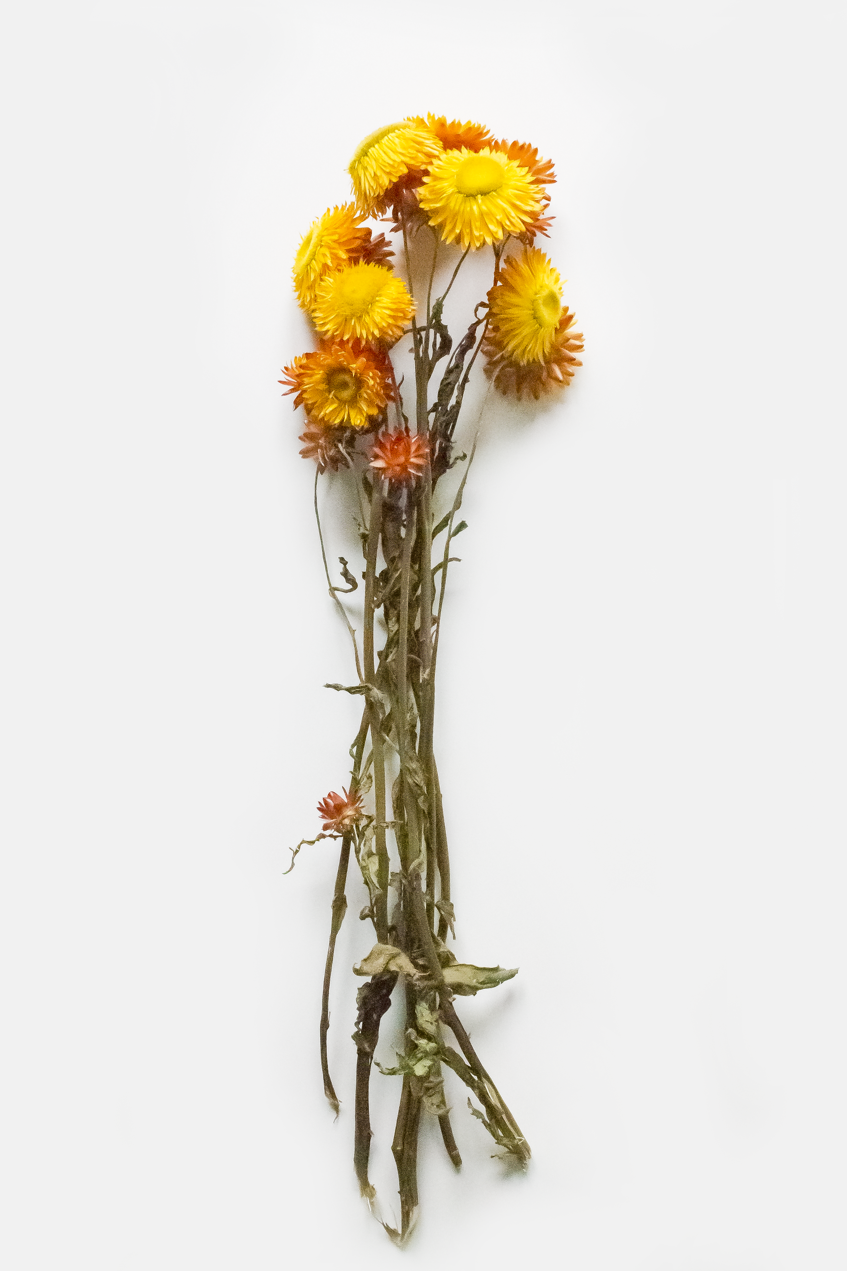Orange Strawflowers