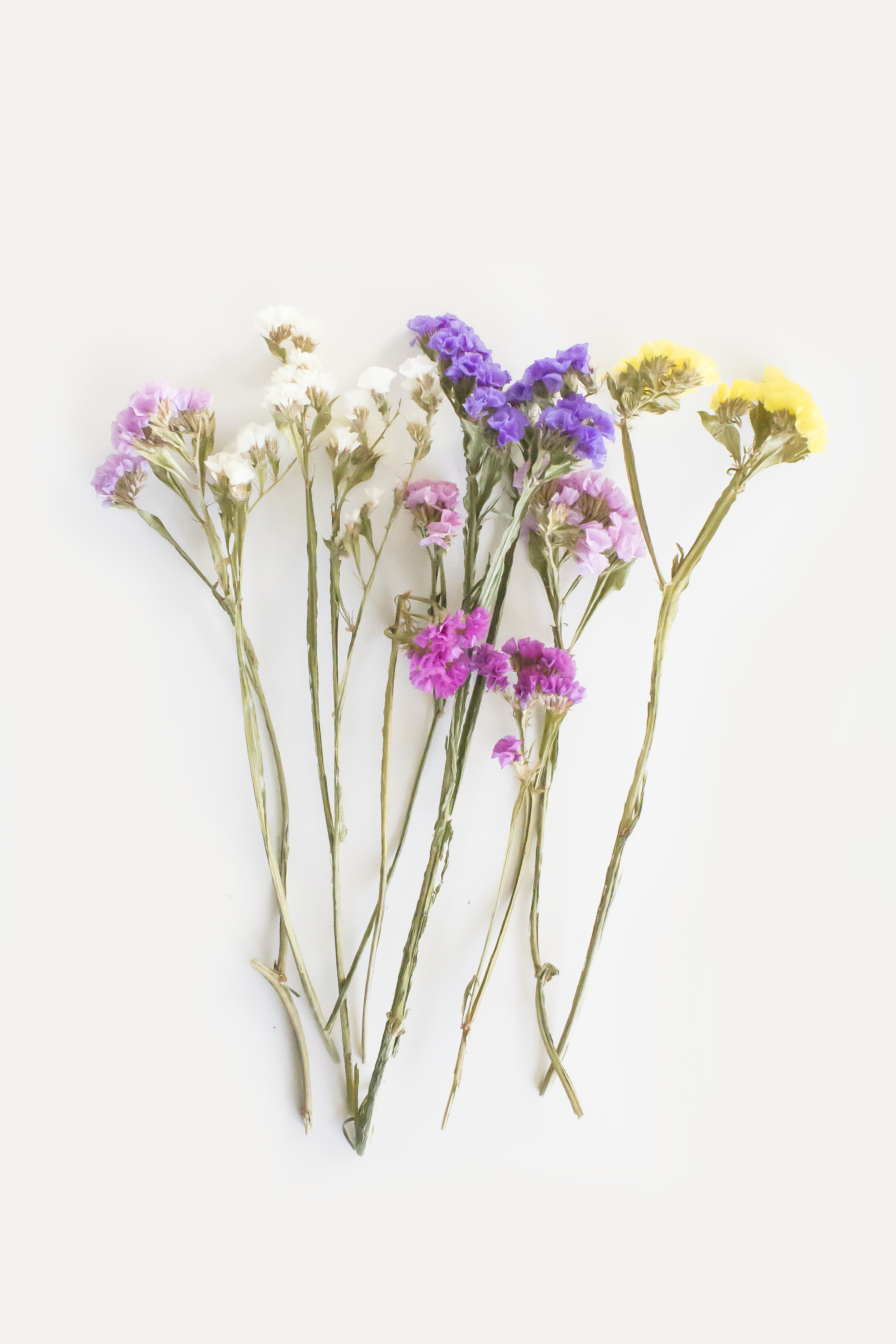 Mixed Statice Flowers