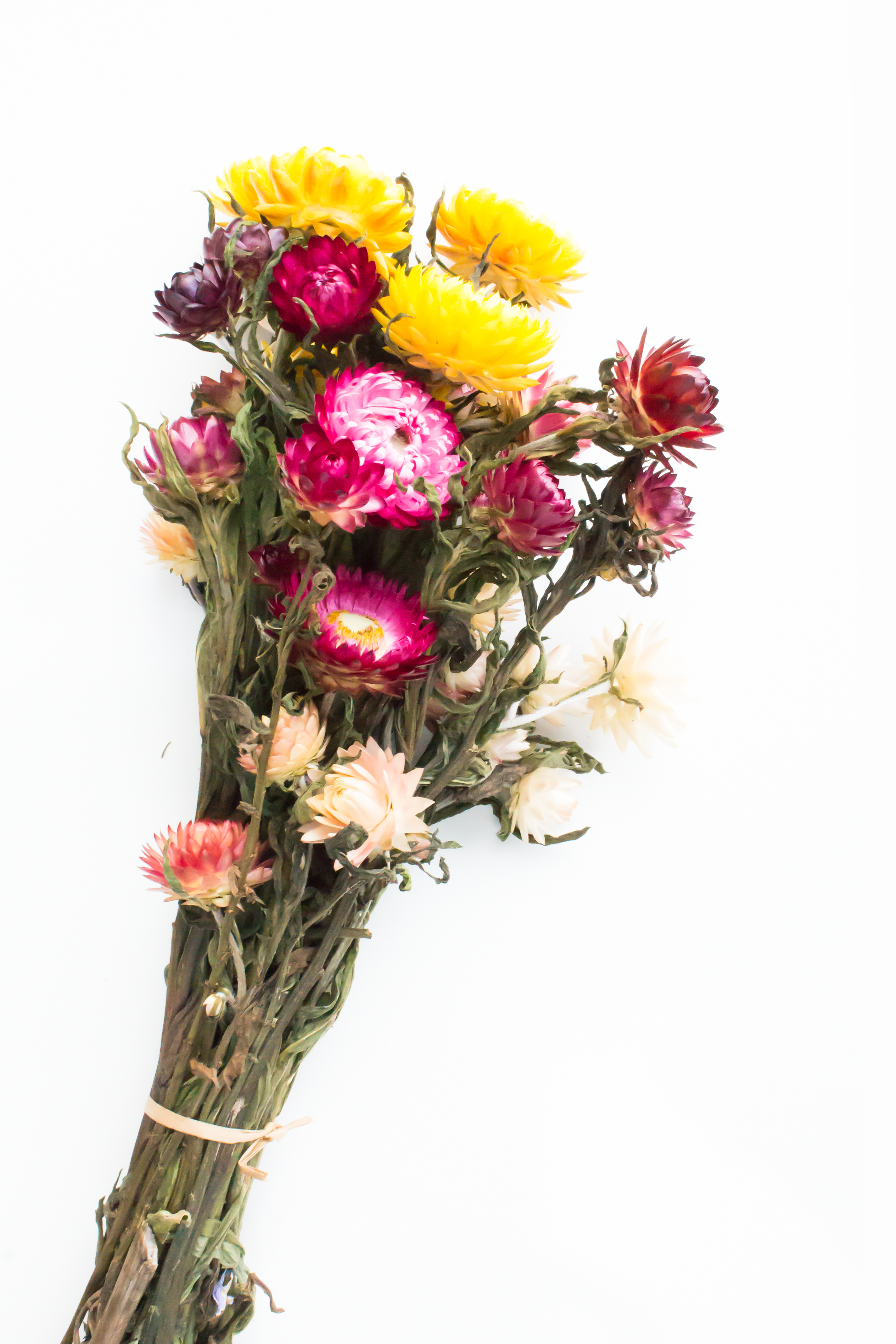 Strawflowers Mixed