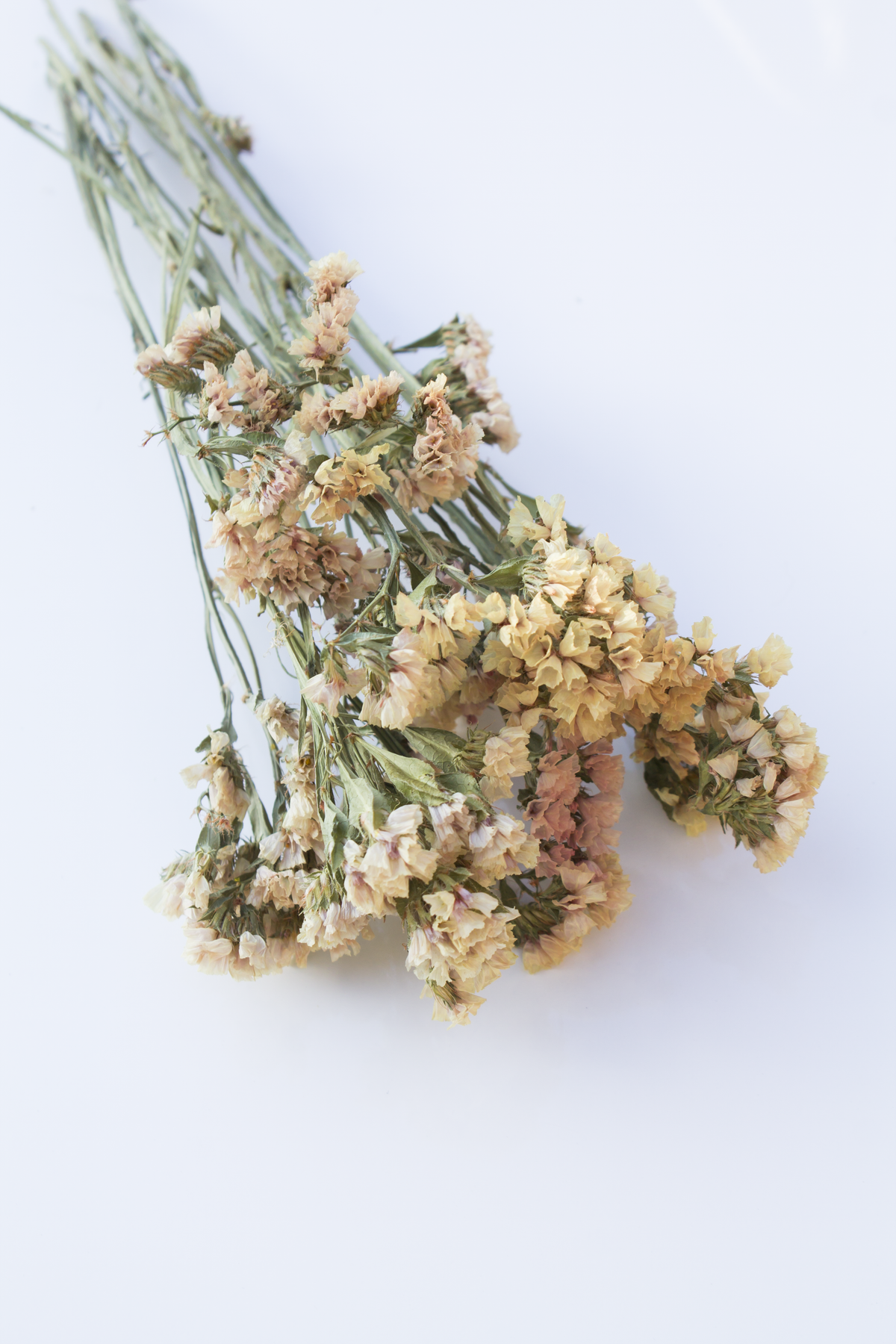 Apricot Statice Flowers
