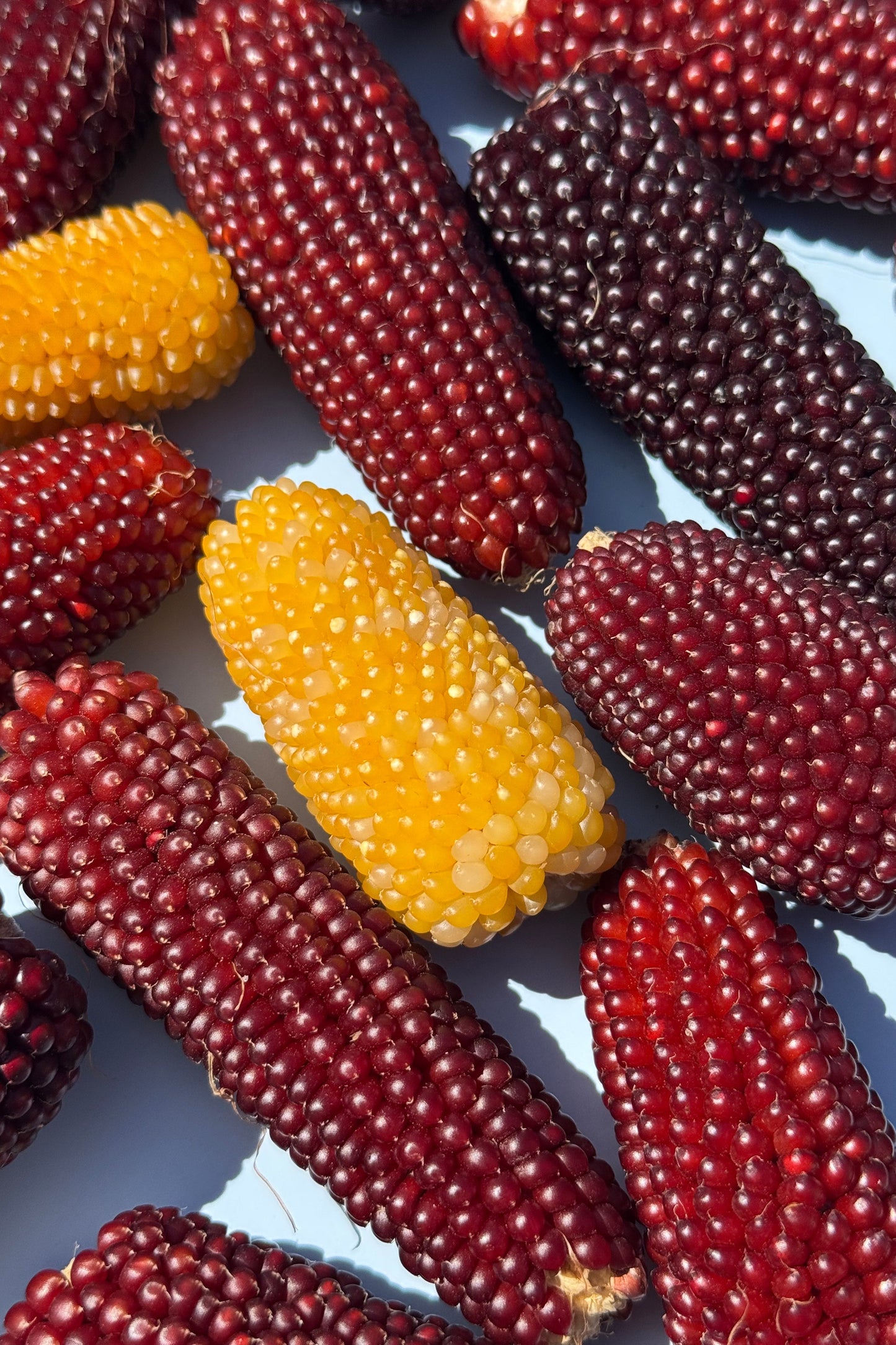 Peanuts in Shell