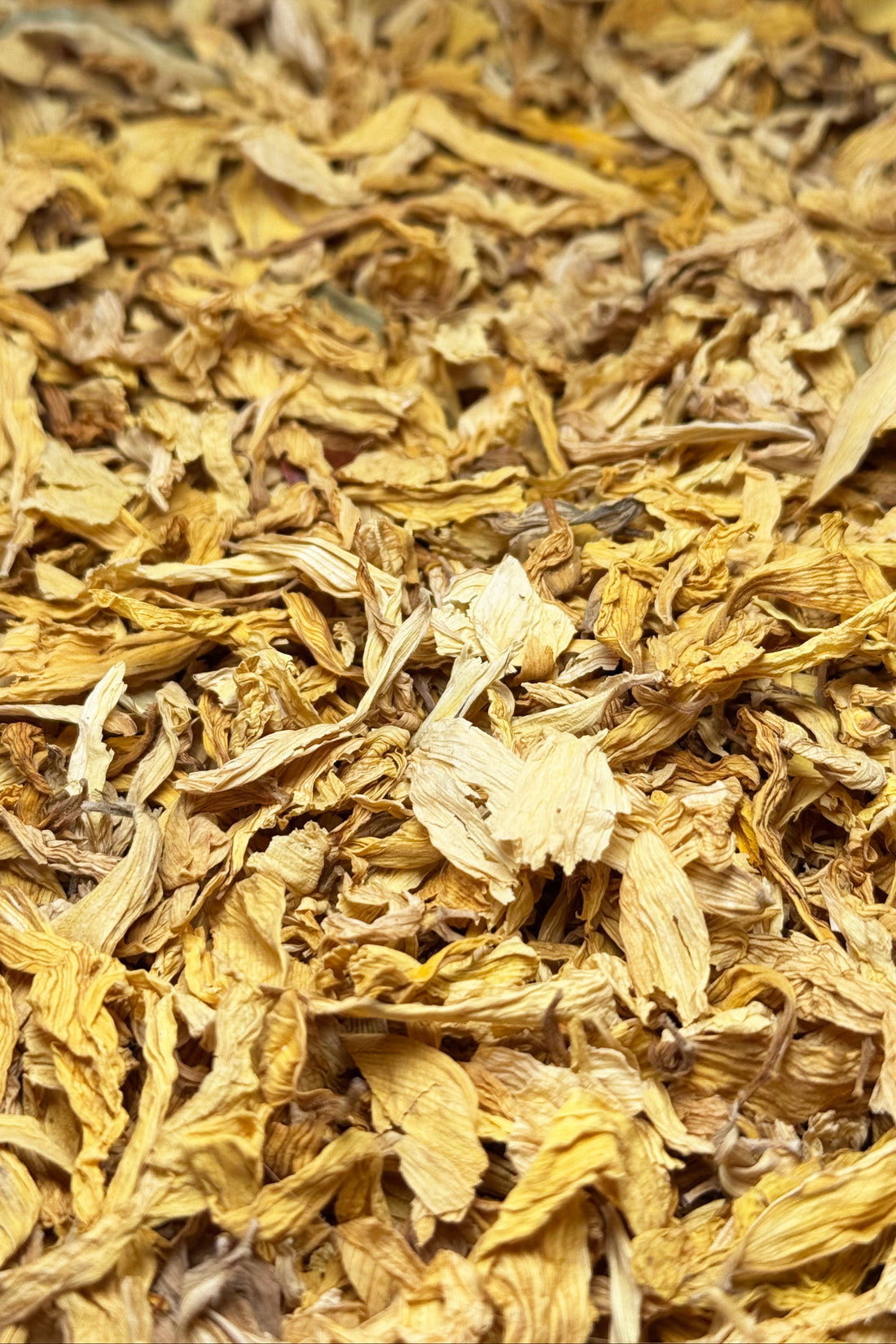 Sunflower Petals
