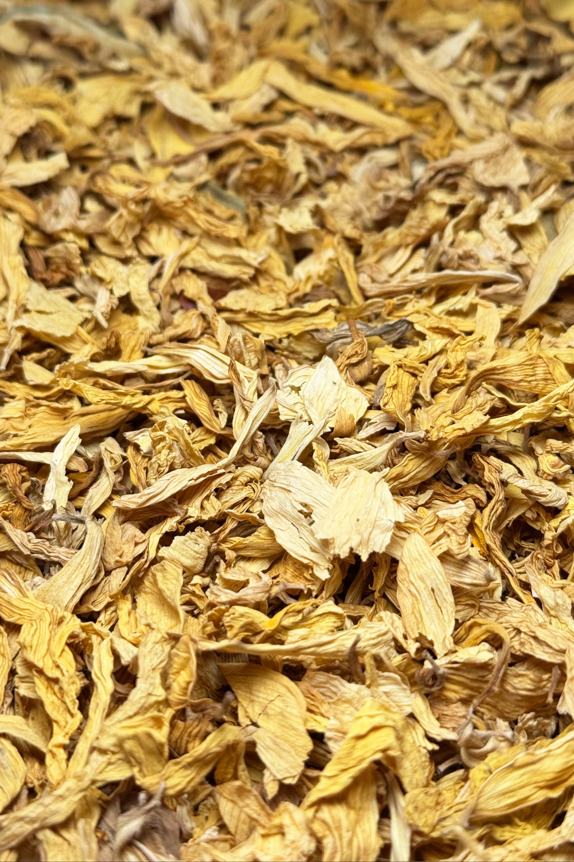Sunflower Petals