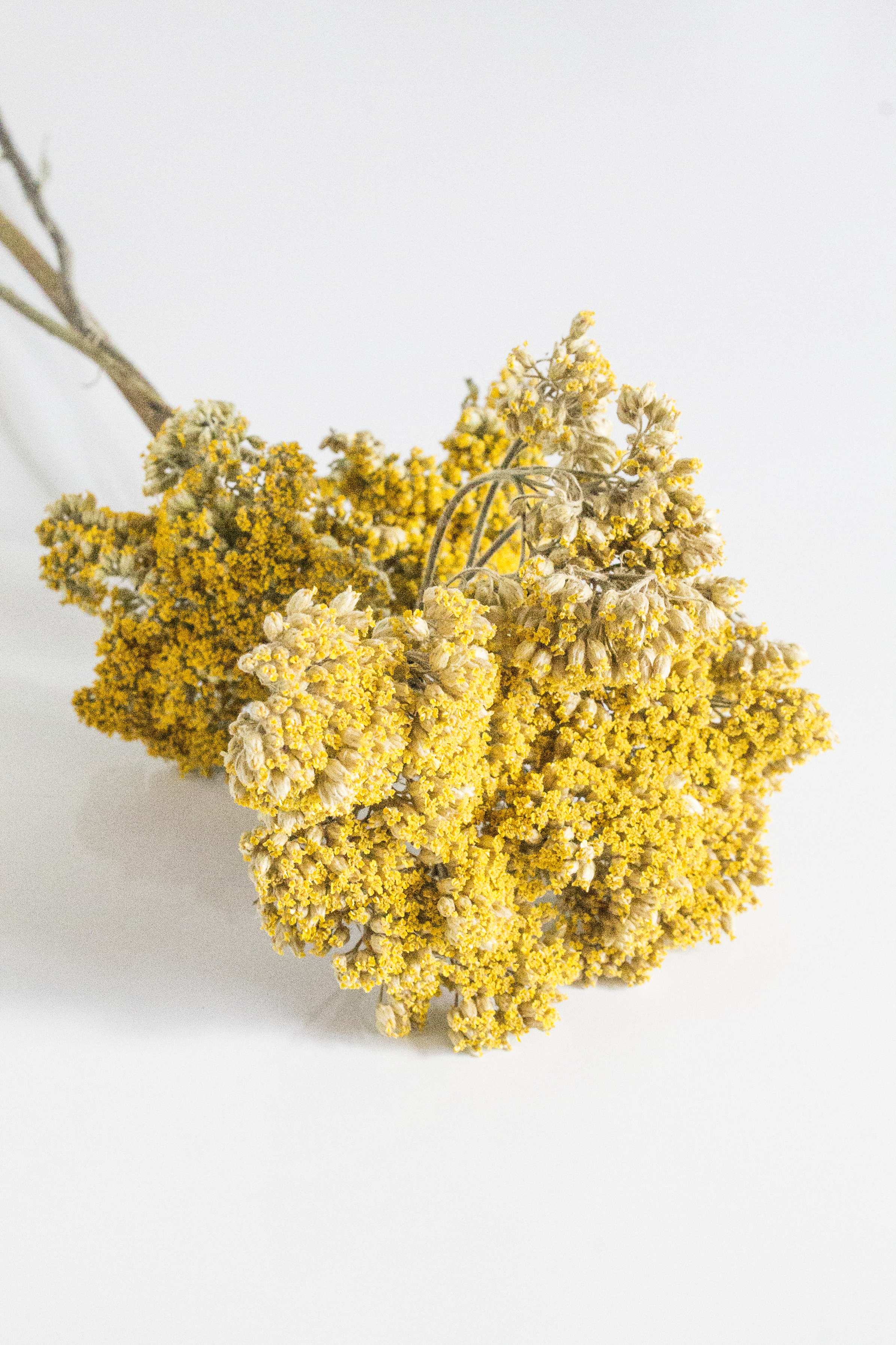 Bouquet of yellow dried flowers on a white background