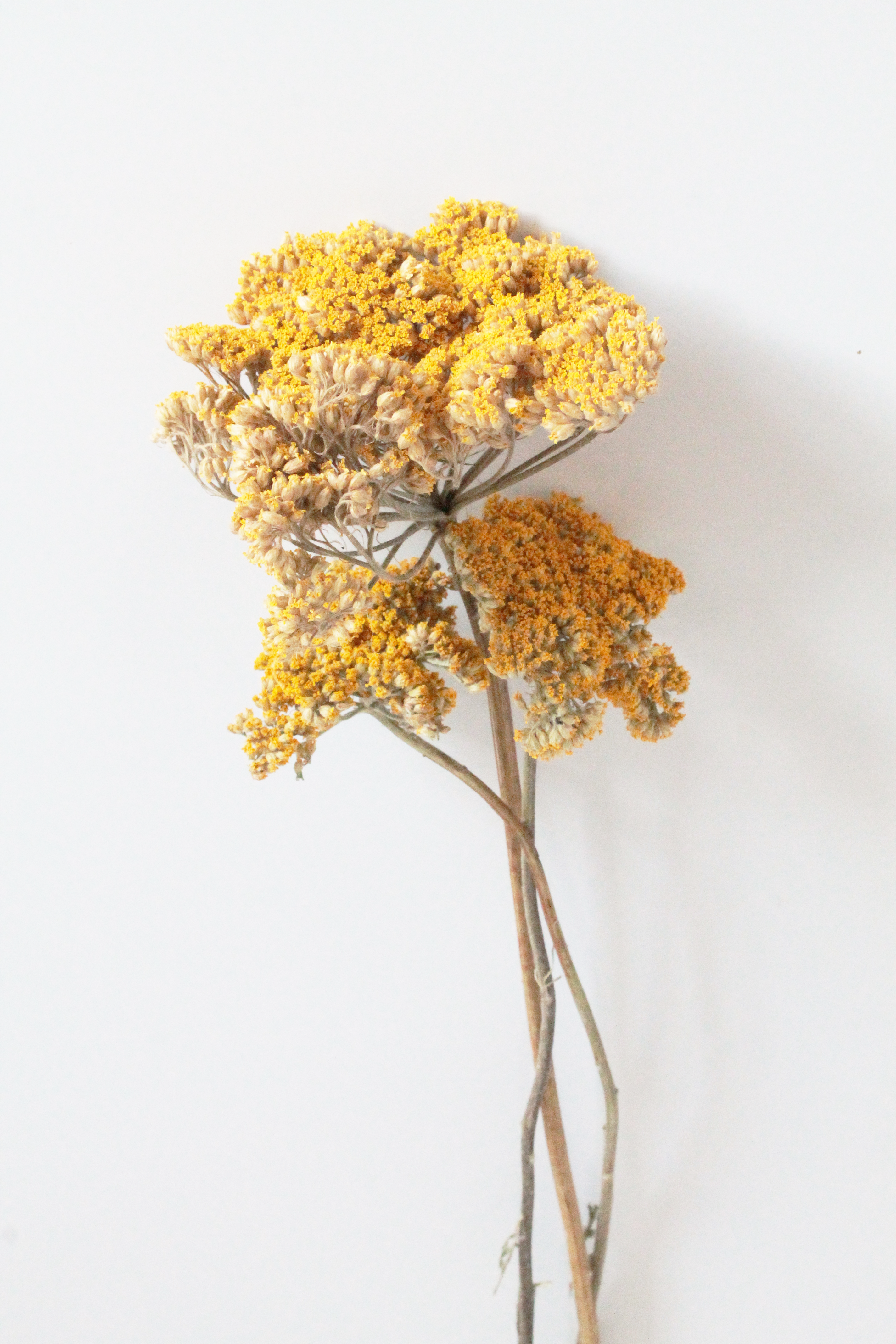 Organic_Yellow_Yarrow_Flowers