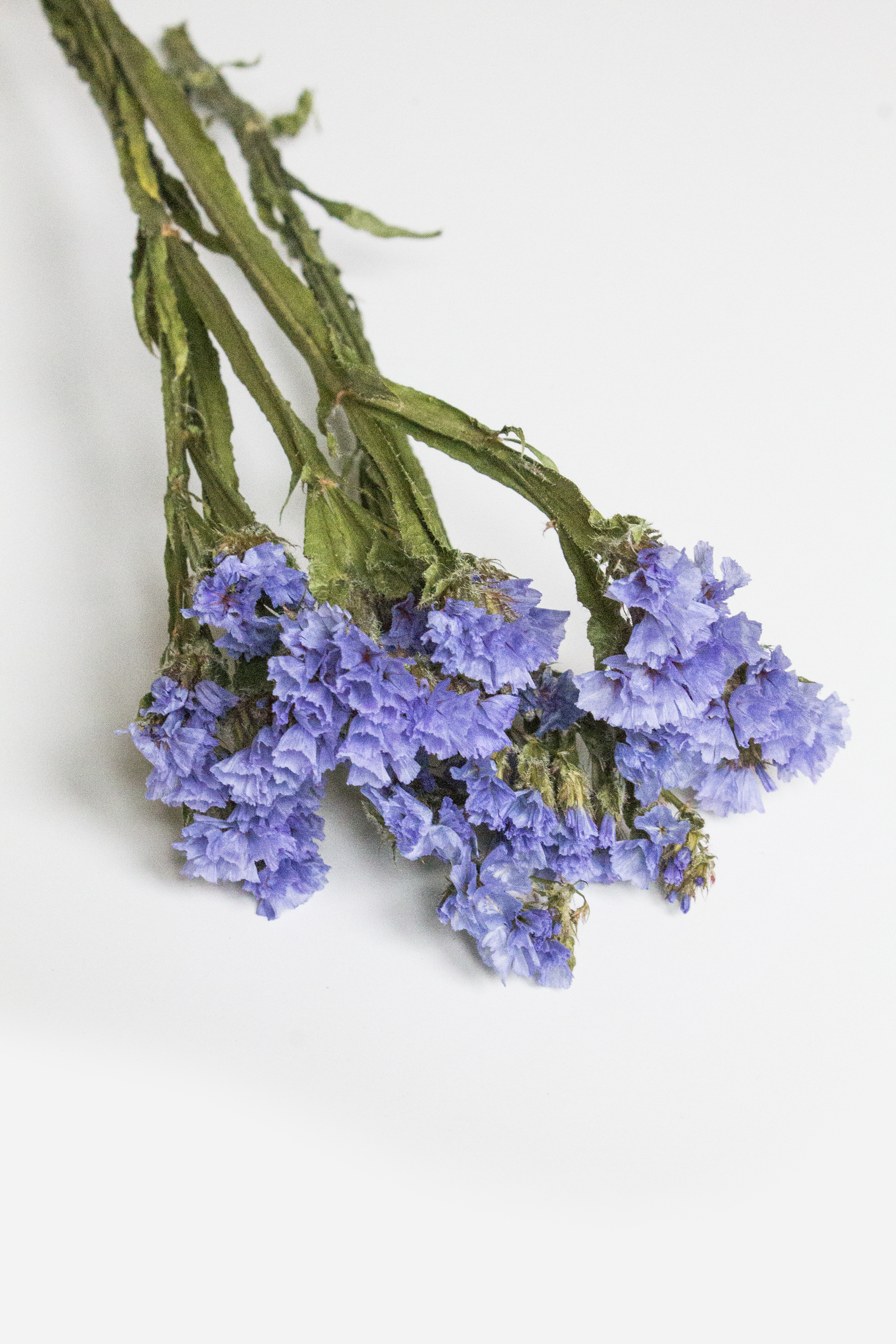 Bouquet of dried statice flowers on a light background