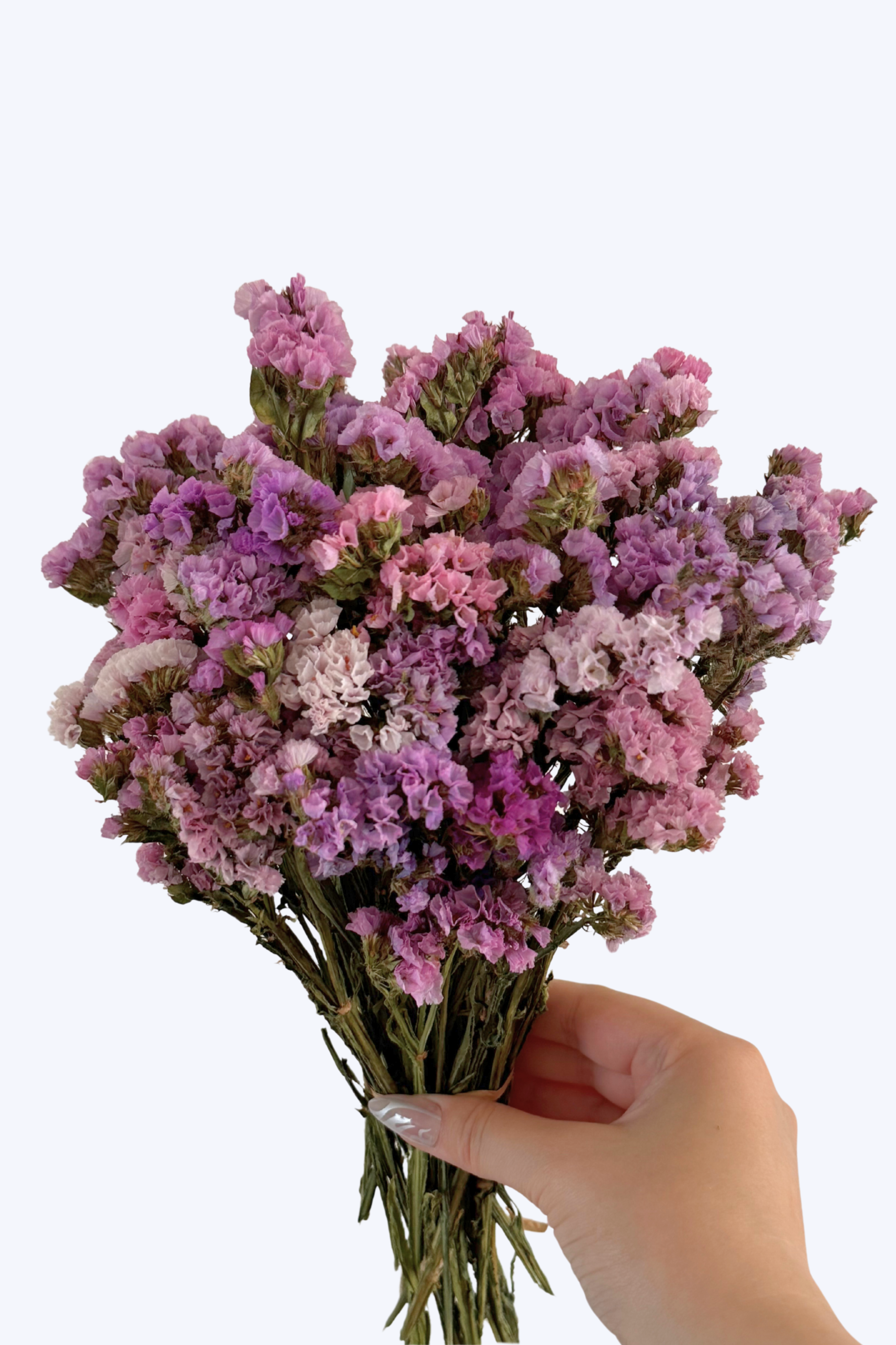 Fairy Garden Statice – Limited Batch