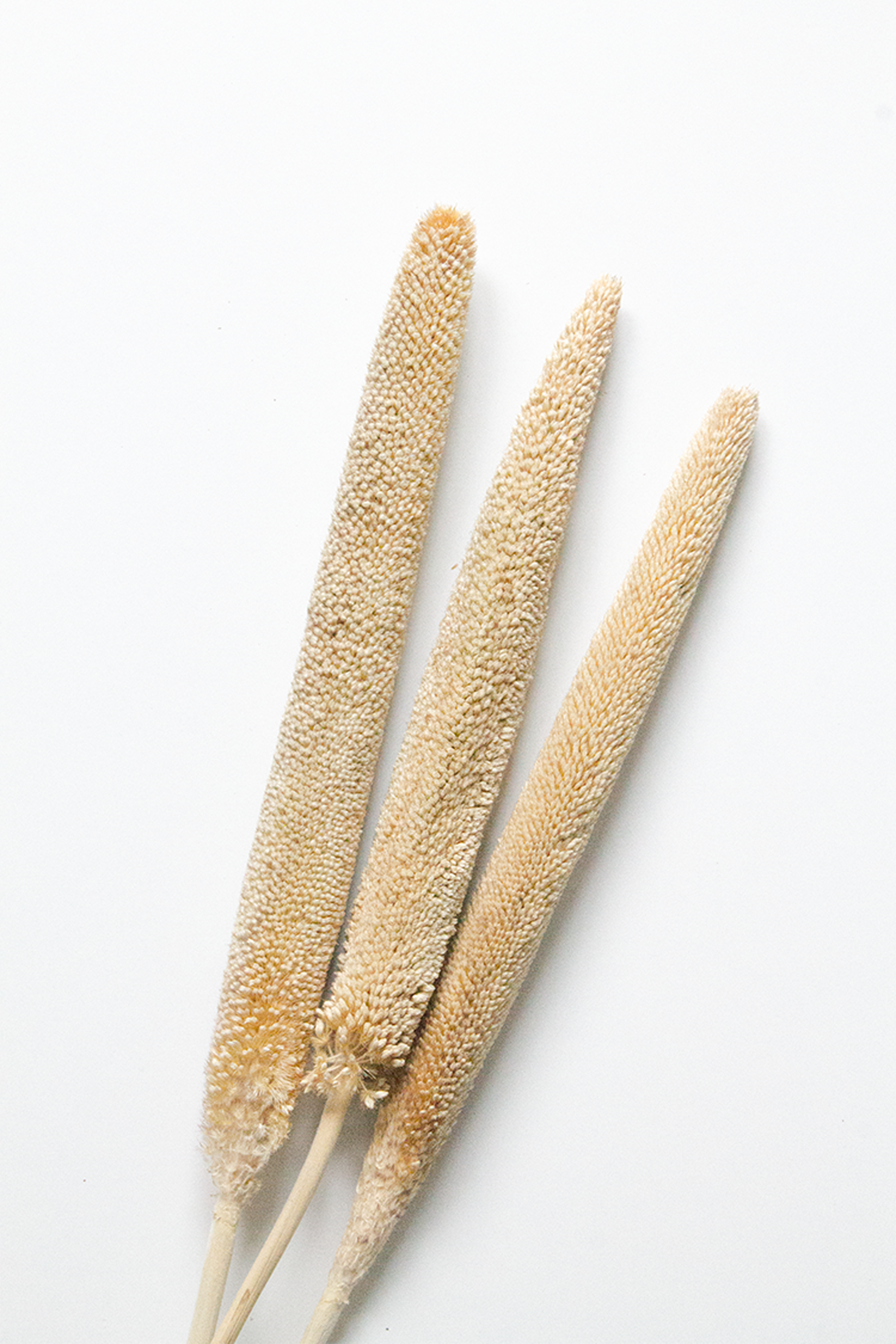 Three dried cattail plants on a white background