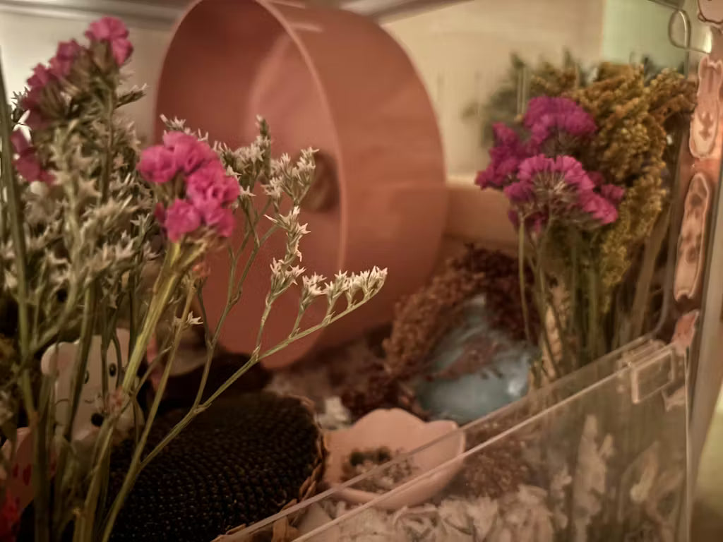 Pink-Purple Statice Flowers