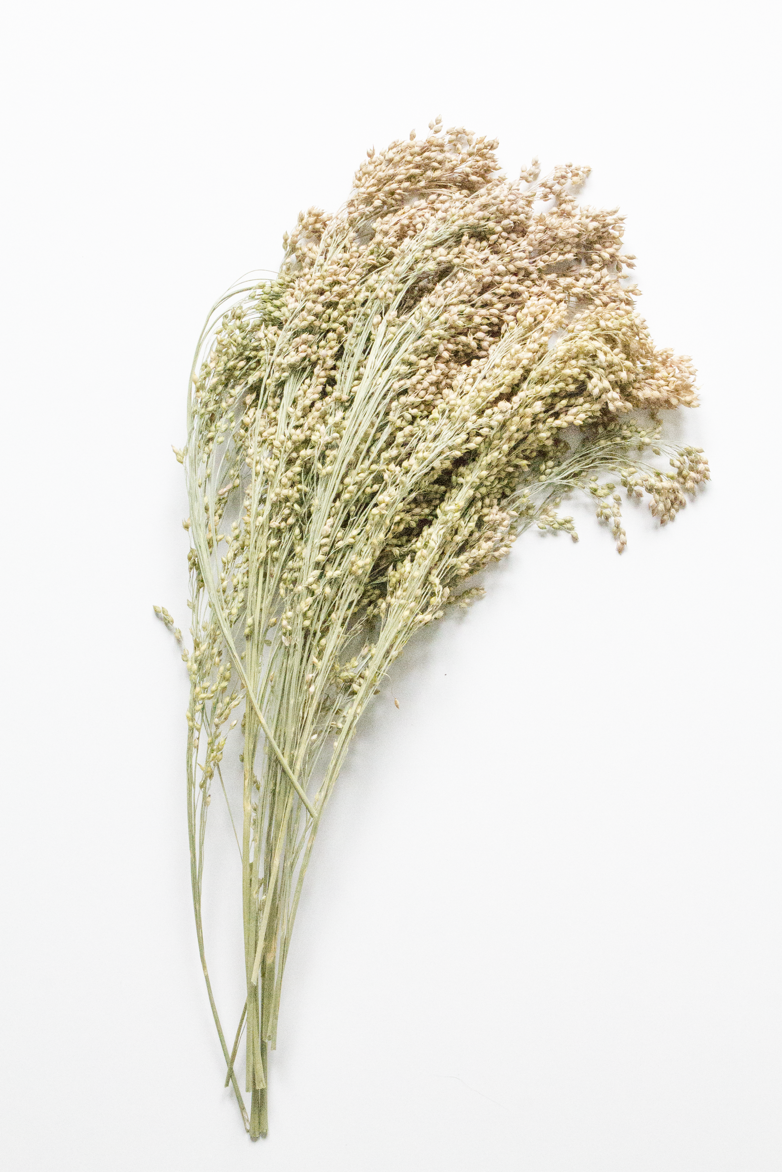 Bouquet of dried proso millet on a white background