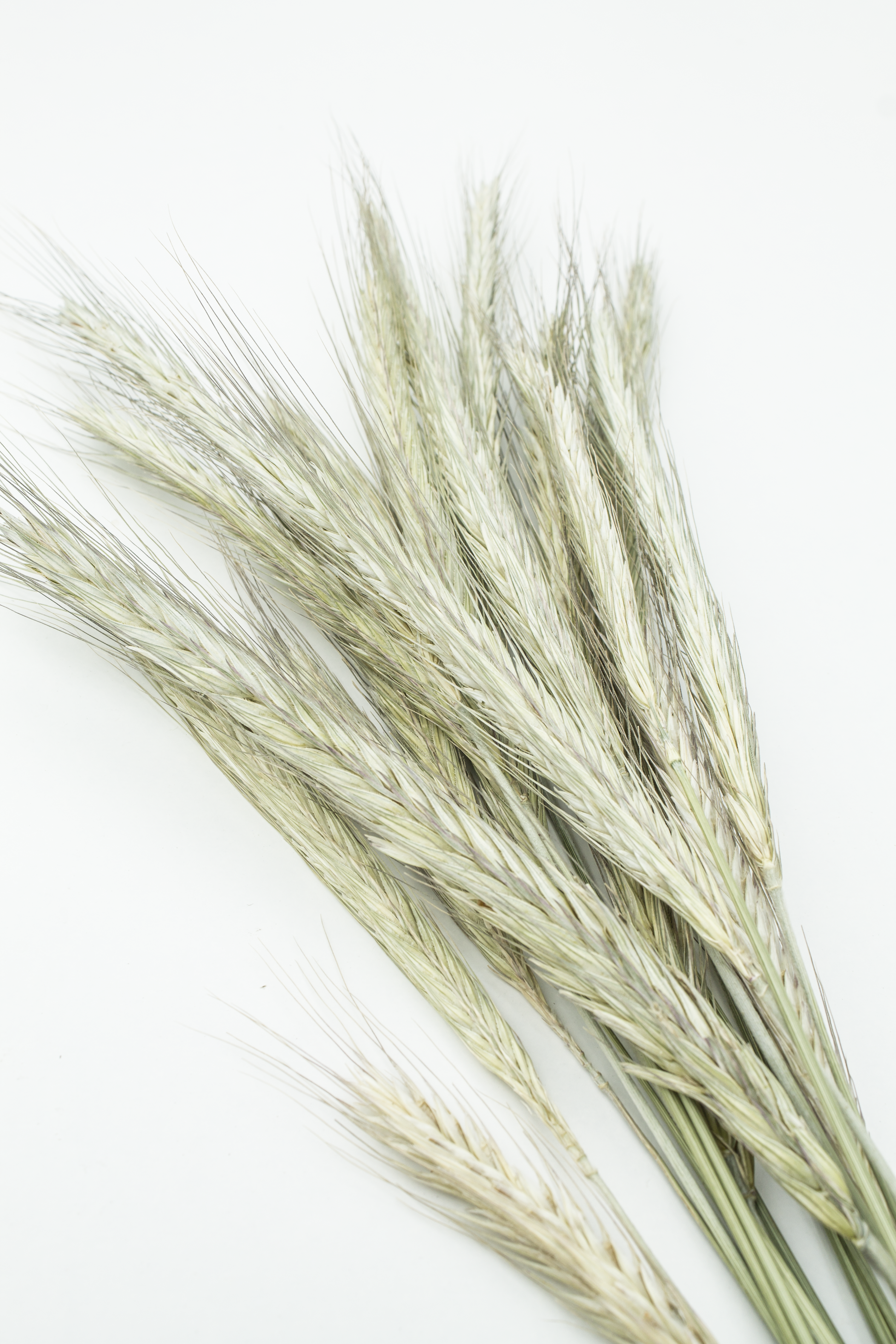 Rye Dried Sprays
