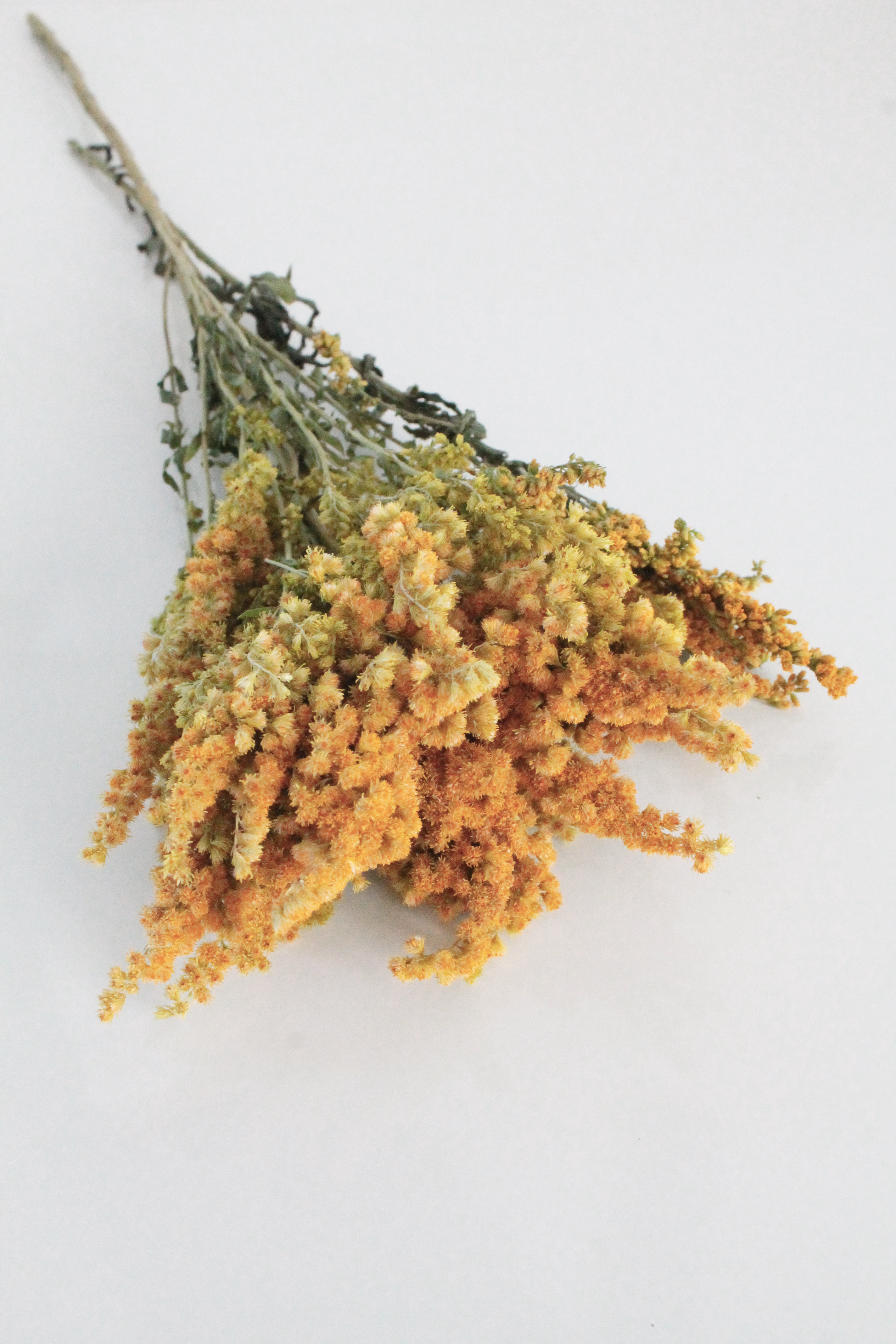 Bouquet of dried yellow flowers on a white background