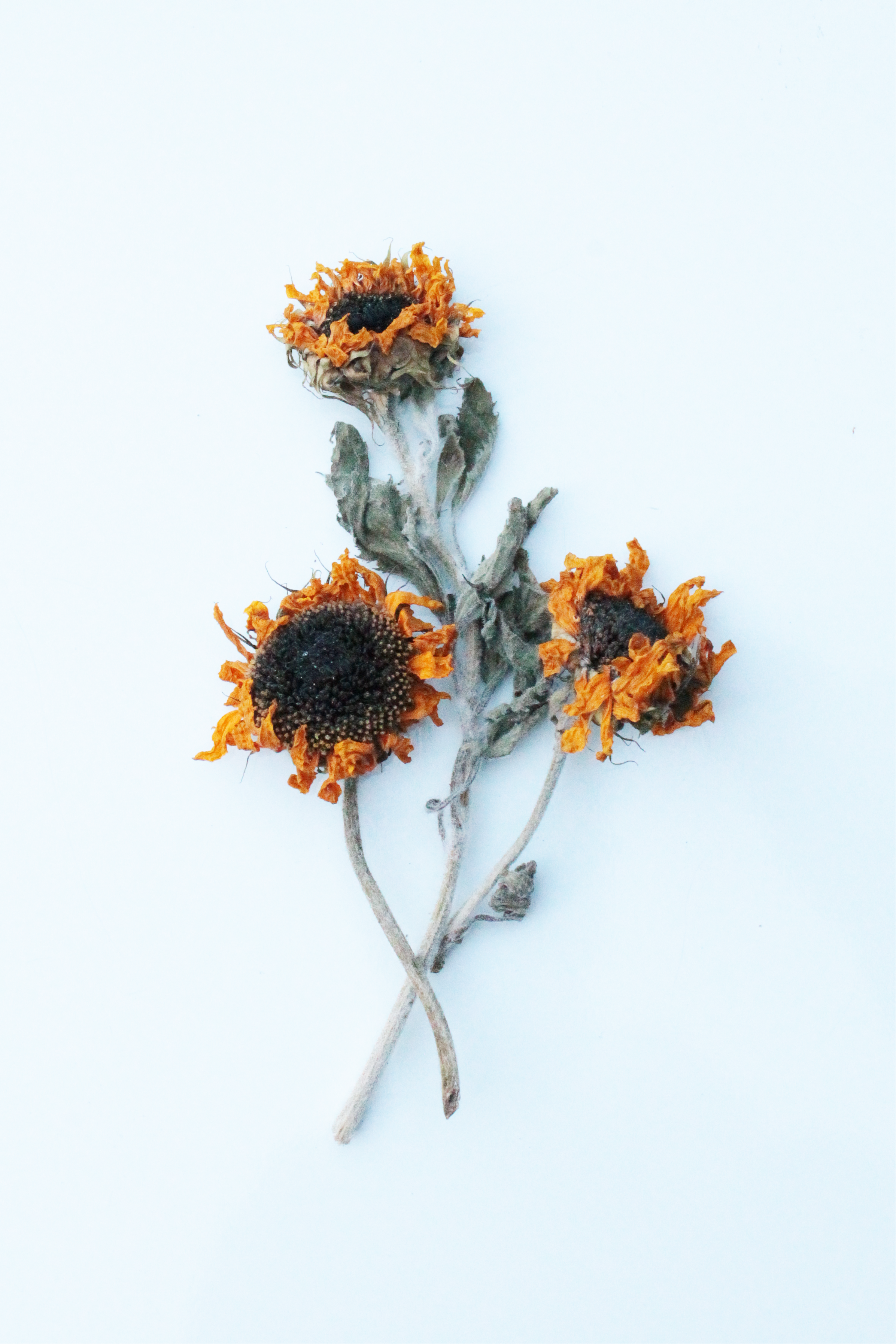 Three dried sunflowers on a light blue background