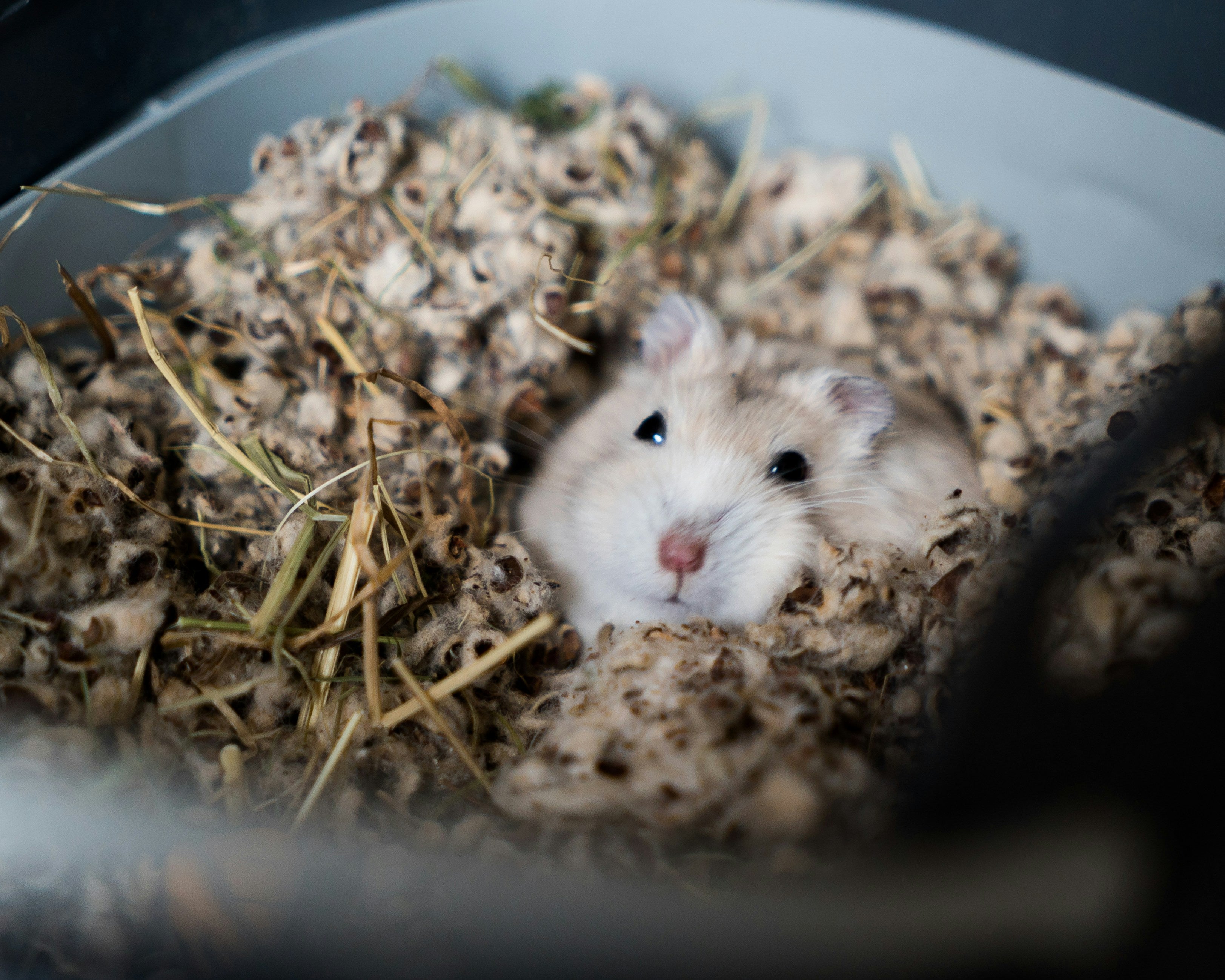 Moony Paw White Hamster In The Bedding