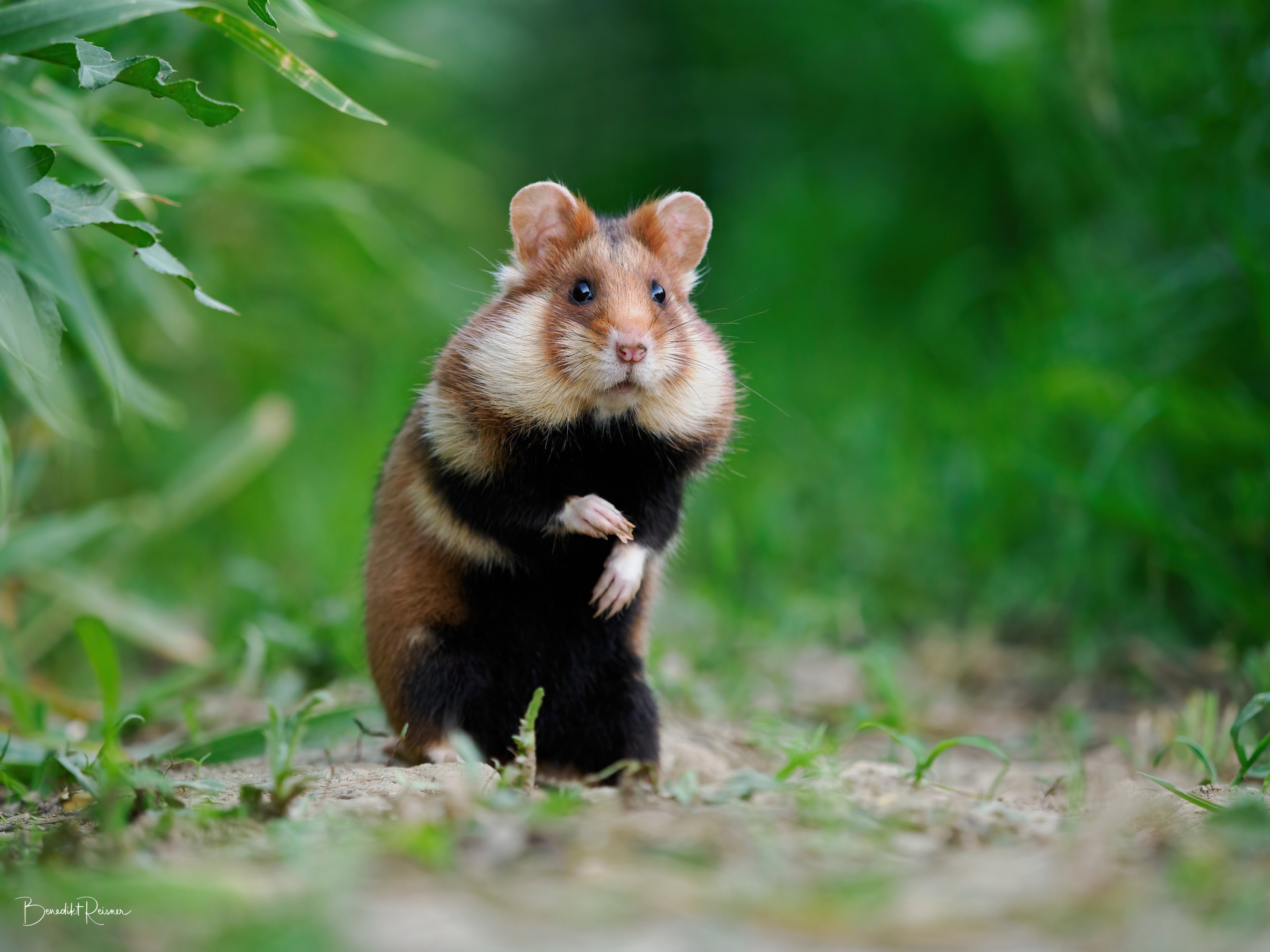 Wild Hamster