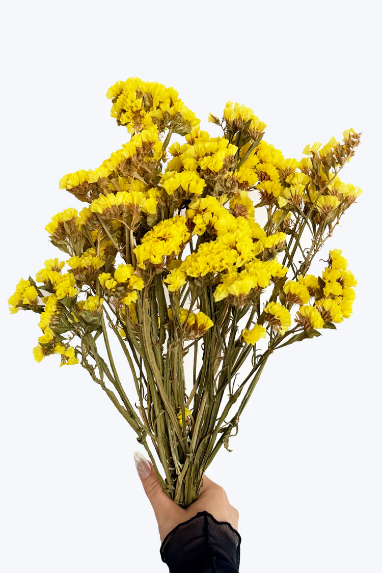 Yellow Statice Flowers – Natural Dried Treat for Hamsters & Small Pets
