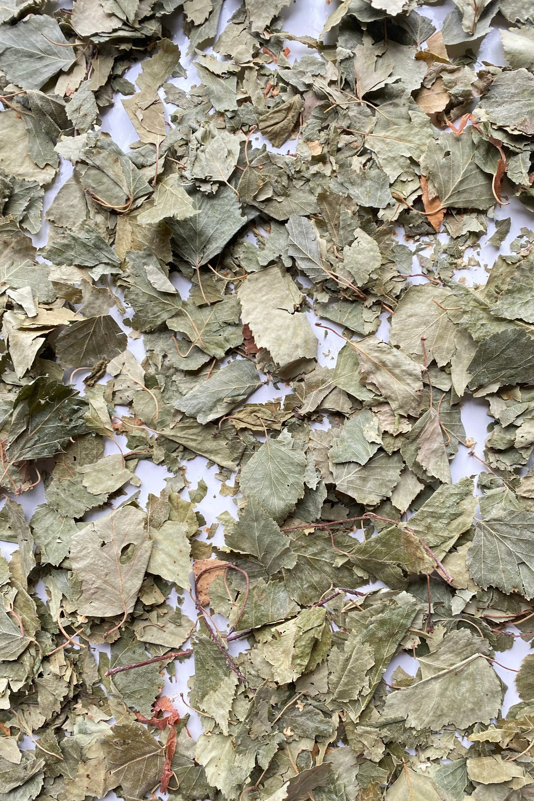 Moony Paw Birch Leaves – premium natural snack for rabbits, guinea pigs, and hamsters. Mimics natural foraging behavior.
