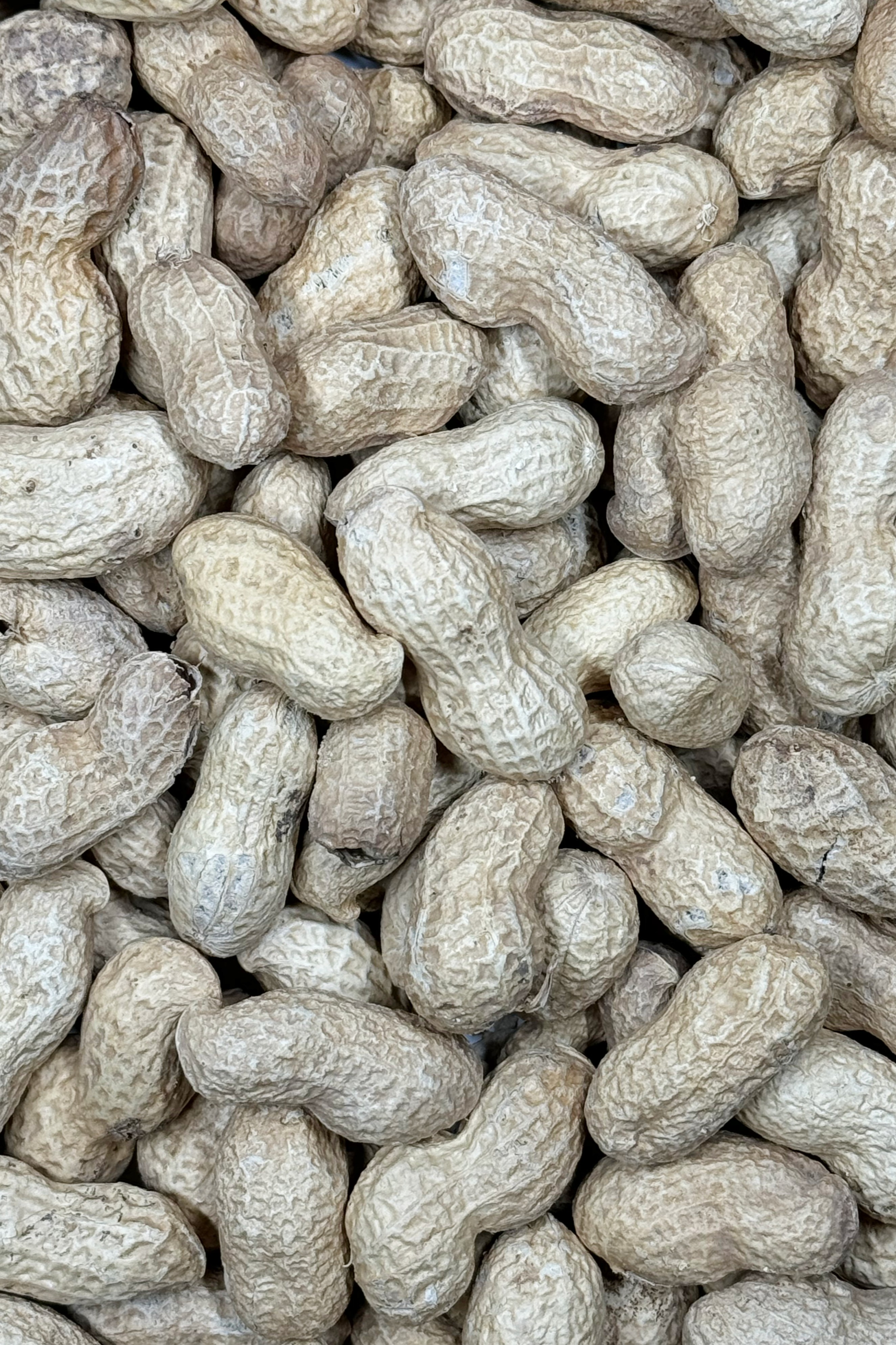 Moony Paw Peanuts in Shell – tasty and nutritious treat for hamsters, rats, and gerbils. Promotes dental health.