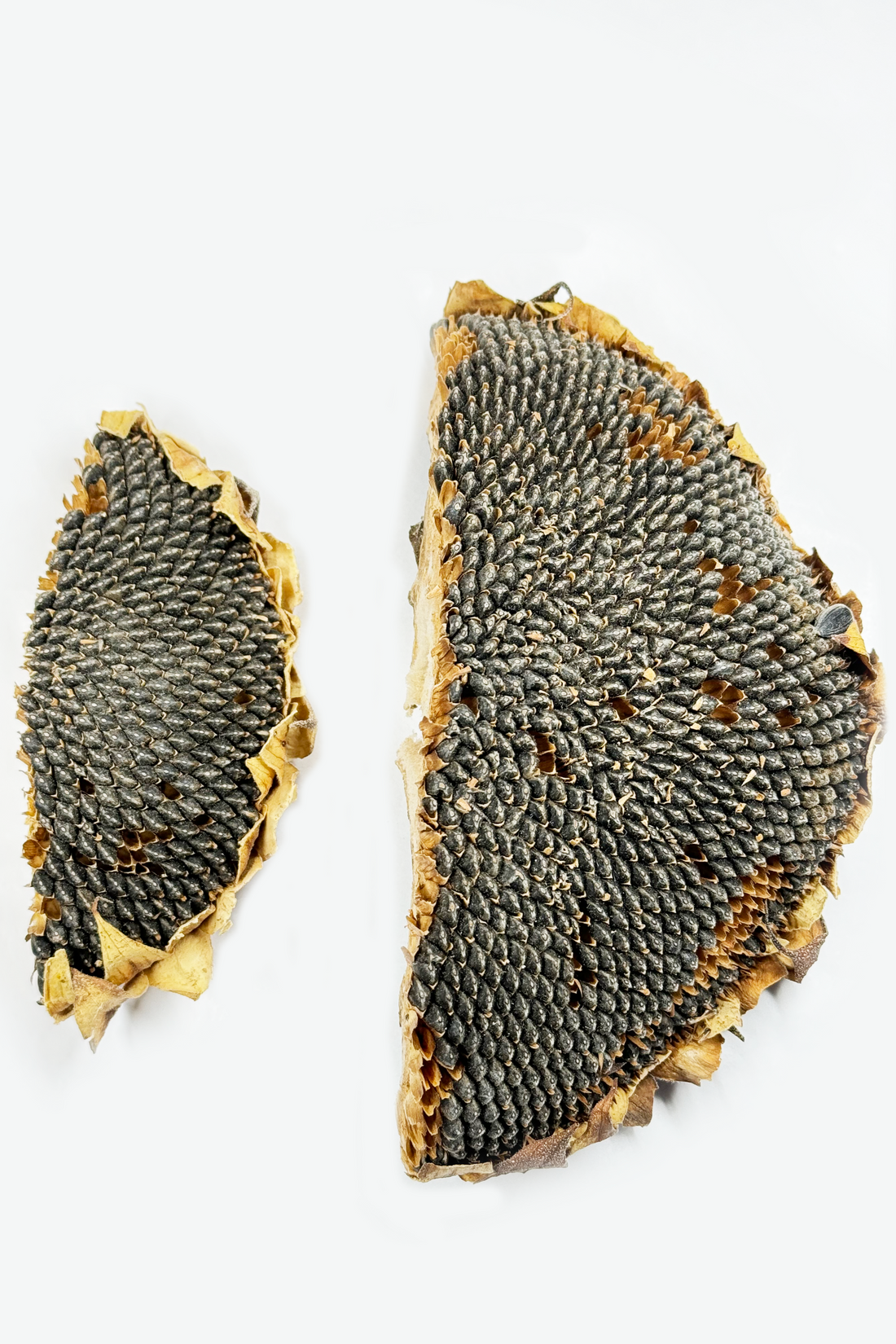 Moony Paw Sunflower Half Head – for hamsters, rats, and mice. Promotes dental health and provides mental stimulation.