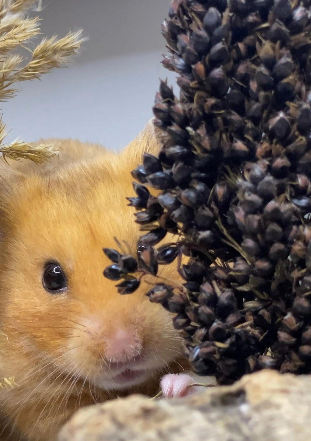 Moony Paw Black Sorghum Bunch – organic dried sprays stems for hamsters and other small animals. Healthy enrichment.