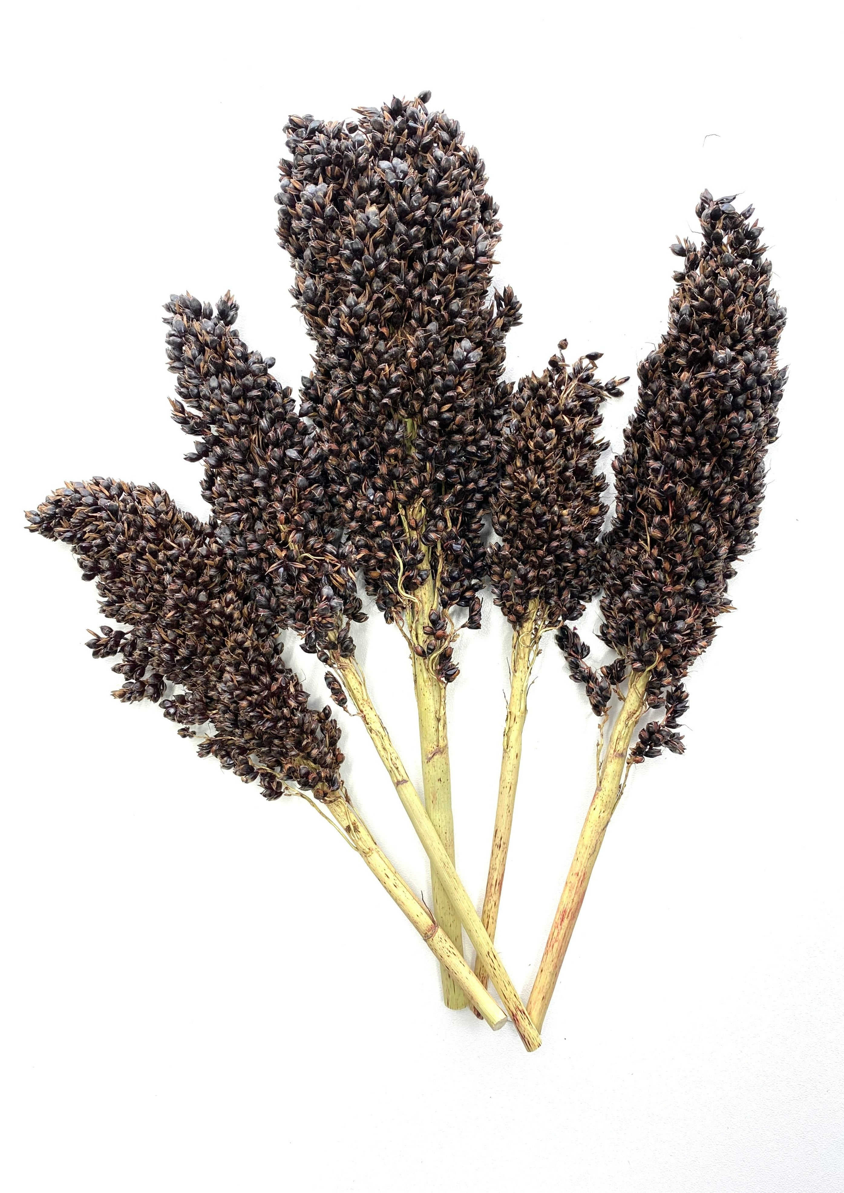 Moony Paw Black Sorghum Bunch – organic dried sprays stems for hamsters and other small animals. Healthy enrichment.