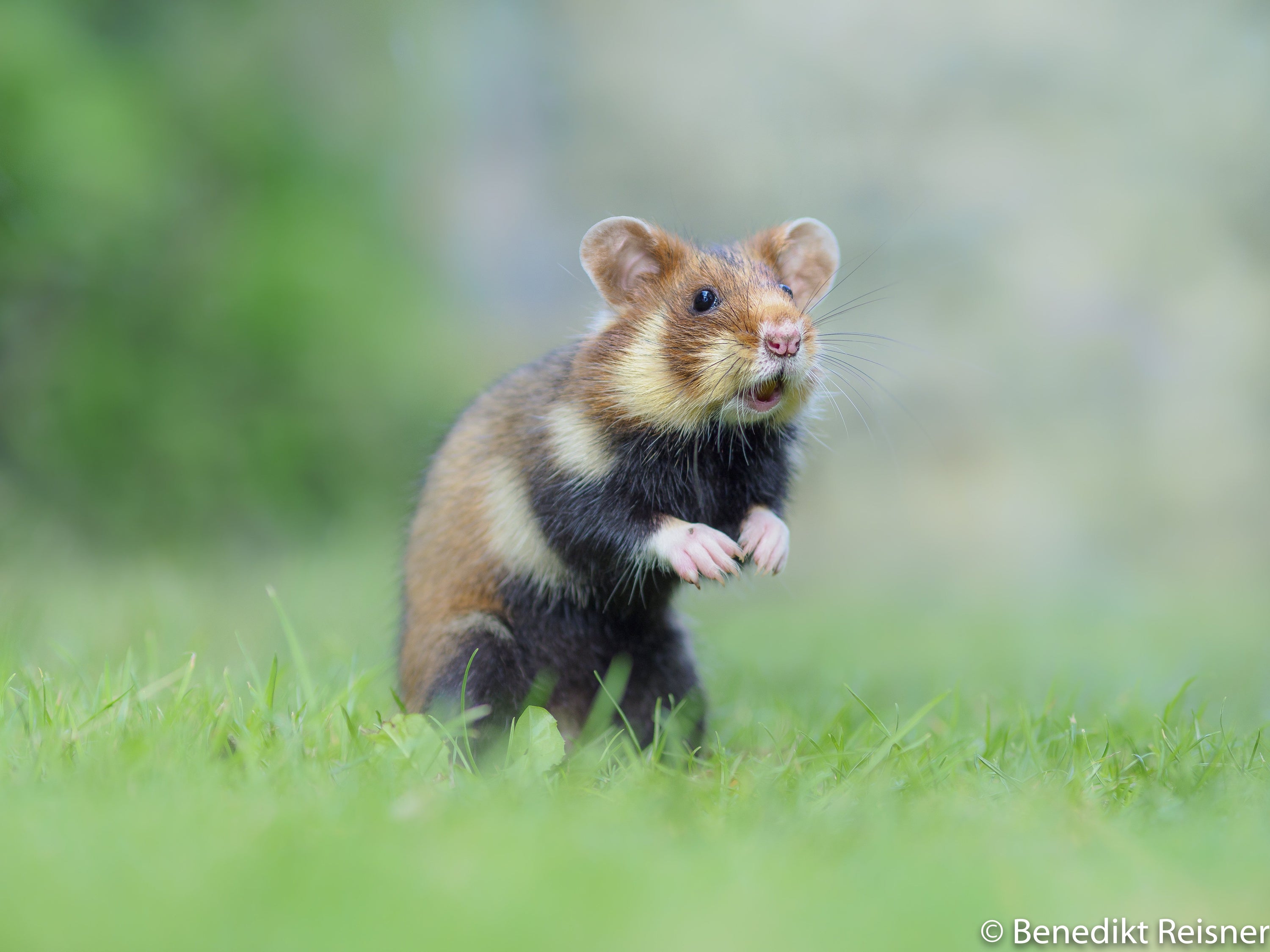 Hamster Pet Natural Products