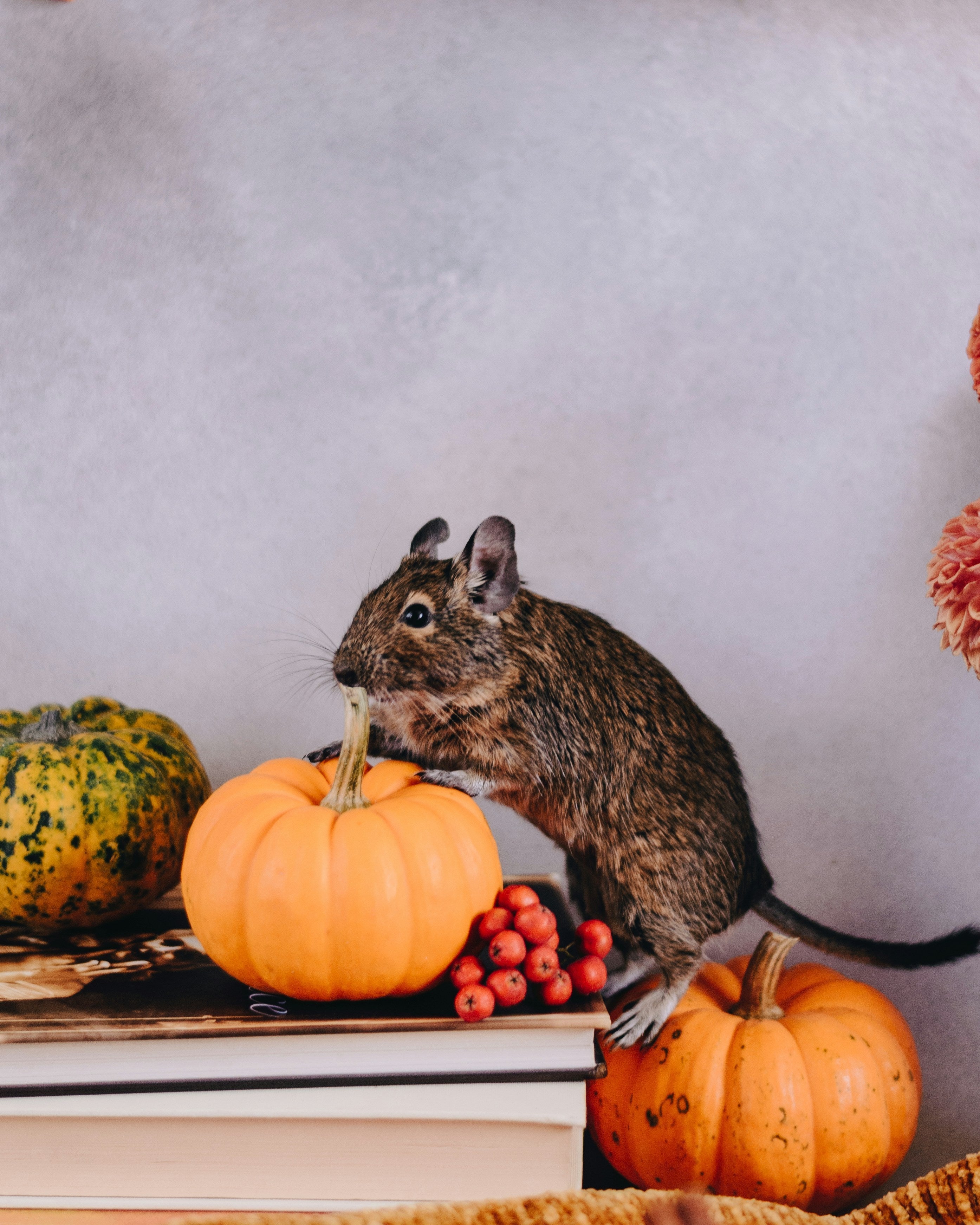 Degu With Pumpkin