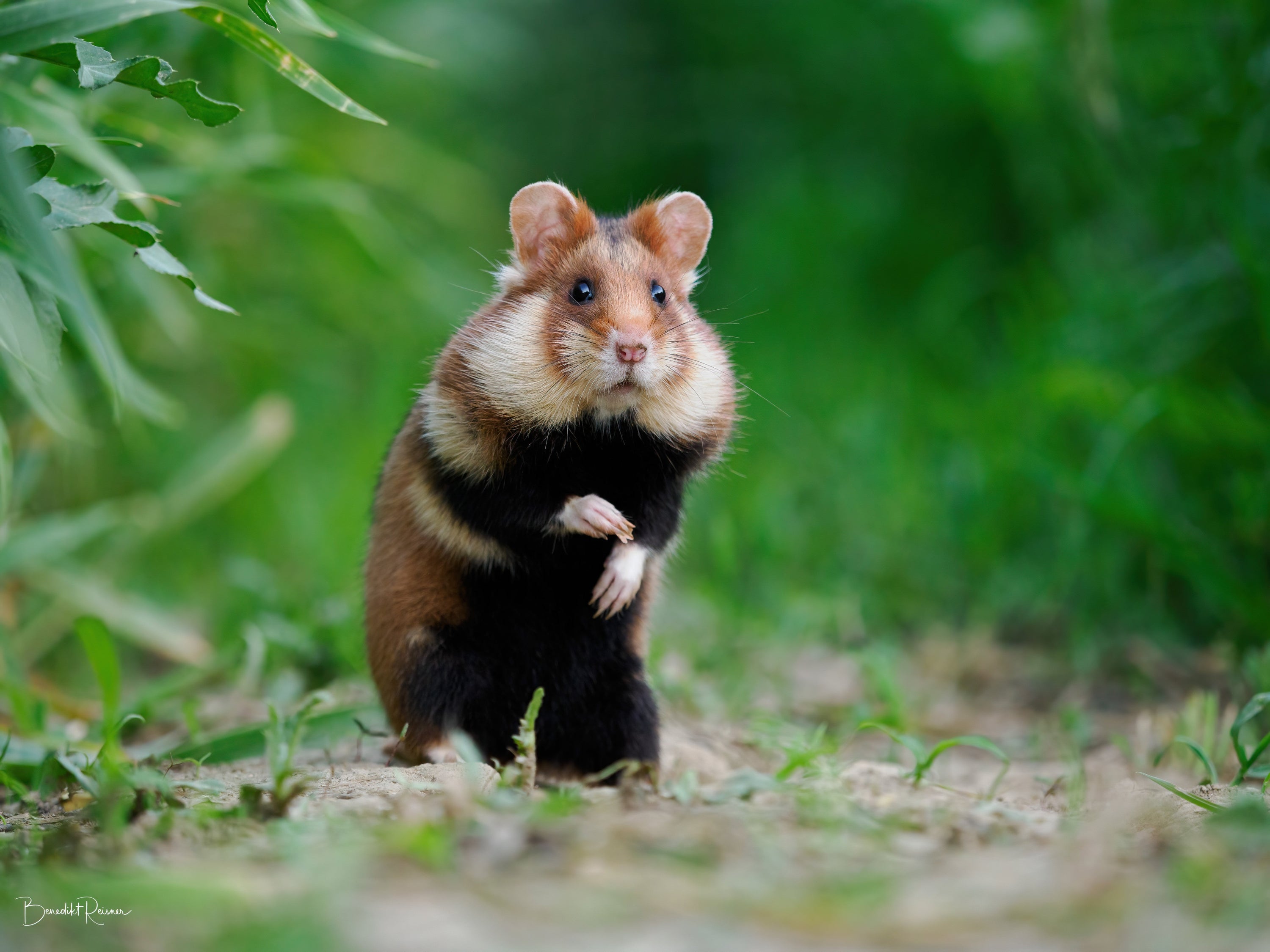 Wild Syrian hamster outside burrow at sunset