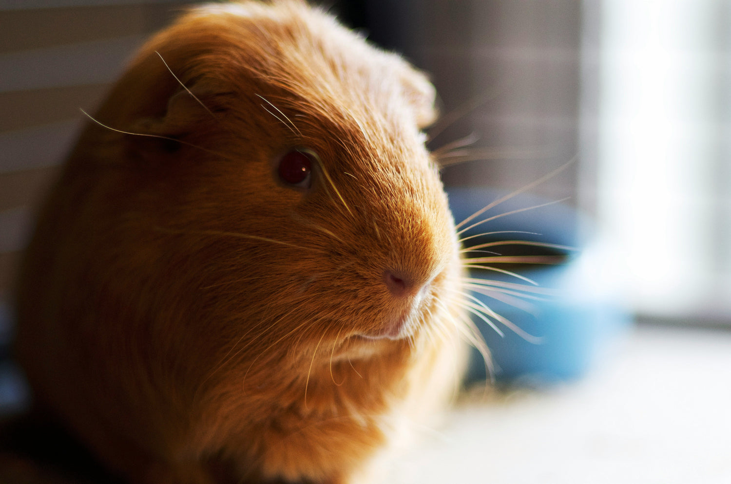 Brown Guine Pig