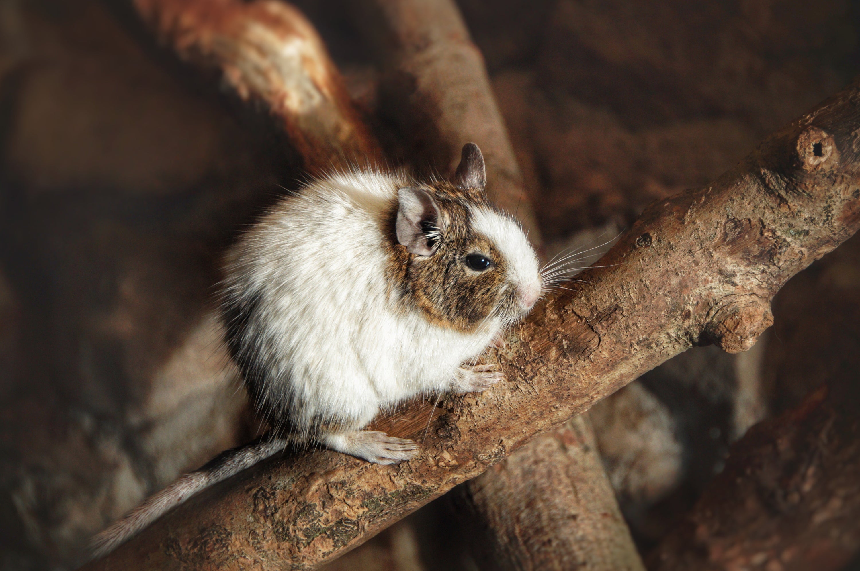 A degu exploring its habitat with wooden chews, a banana leaf basket hide, and colorful dried herbs and sprays for enrichment.