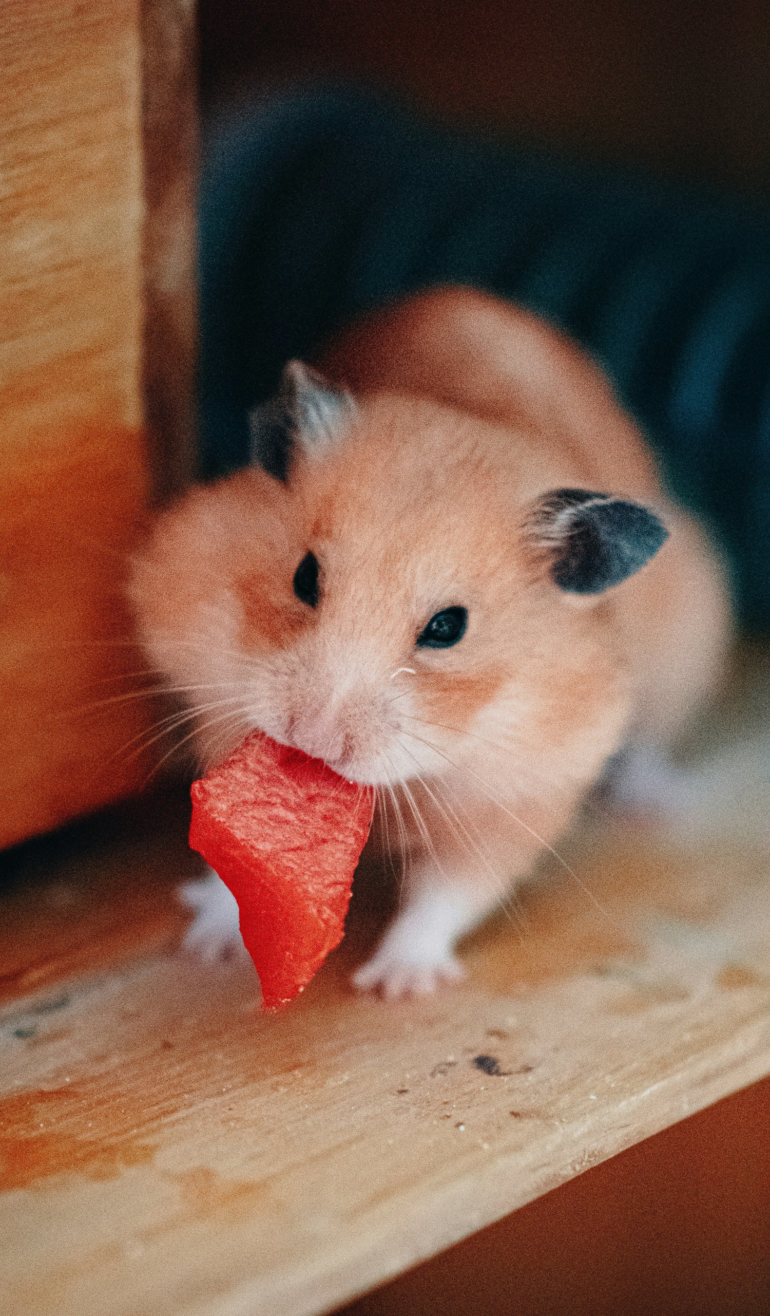 Adopted Syrian hamster in a natural enclosure with flower forage and wooden chews
