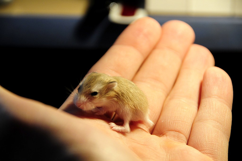 Enrich Your Hamster's Cage with Natural Sprays and Forage showing natural small pet care, chew toys or forage inspiration for Moonypaw readers