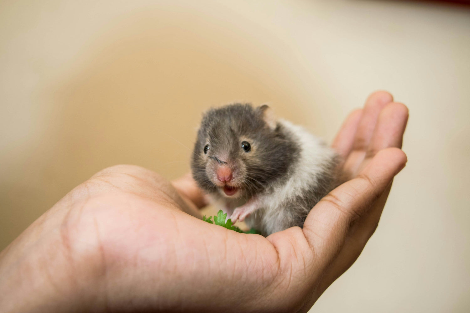 Syrian hamster in a spacious natural enclosure with deep bedding, wooden chew toys, and forage flowers.