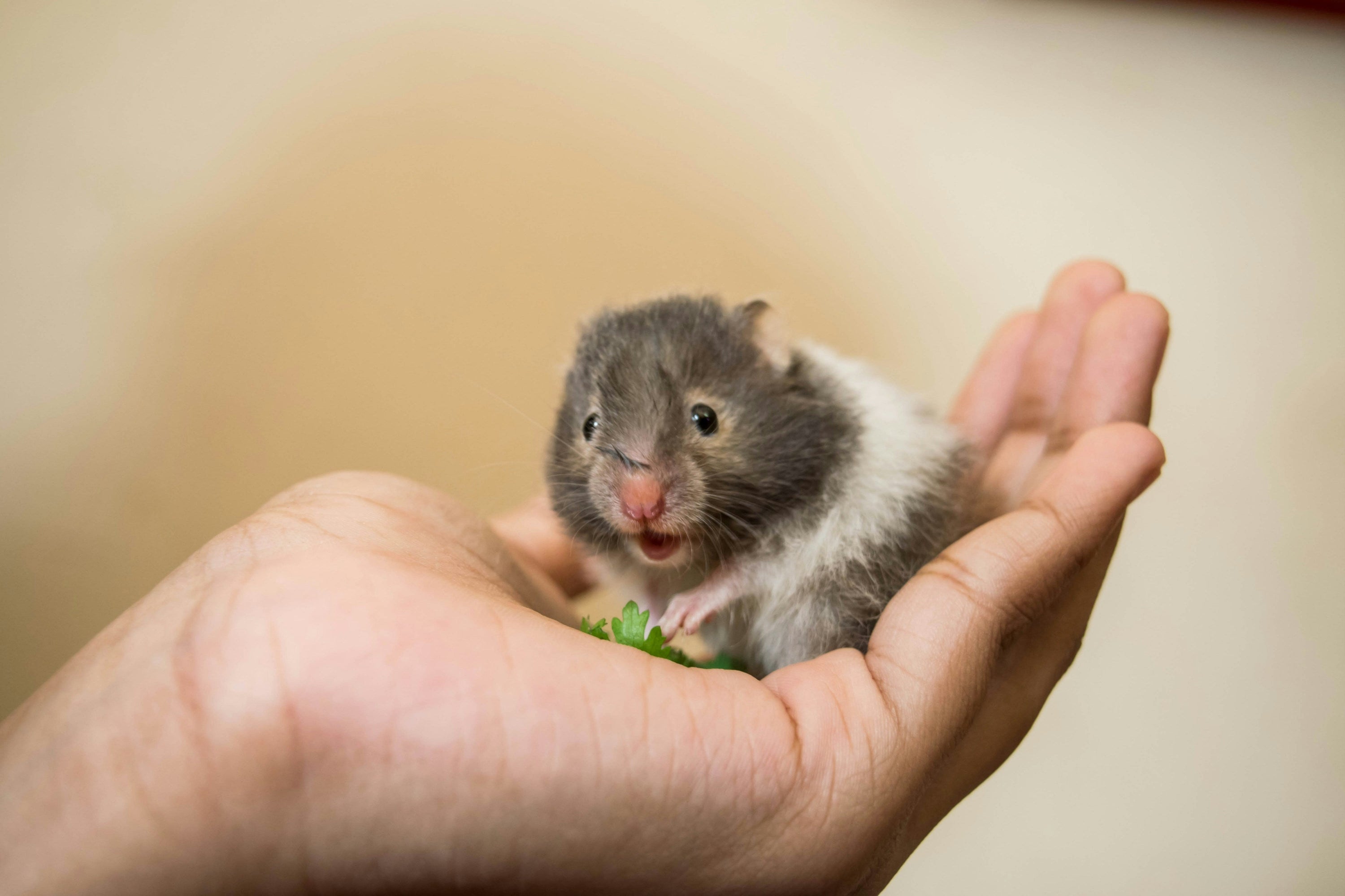 Syrian hamster in a spacious natural enclosure with deep bedding, wooden chew toys, and forage flowers.