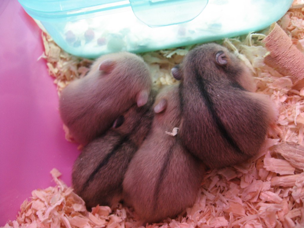 Fun and Natural Hamster Boredom Breakers Using Treats showing natural small pet care, chew toys or forage inspiration for Moonypaw readers