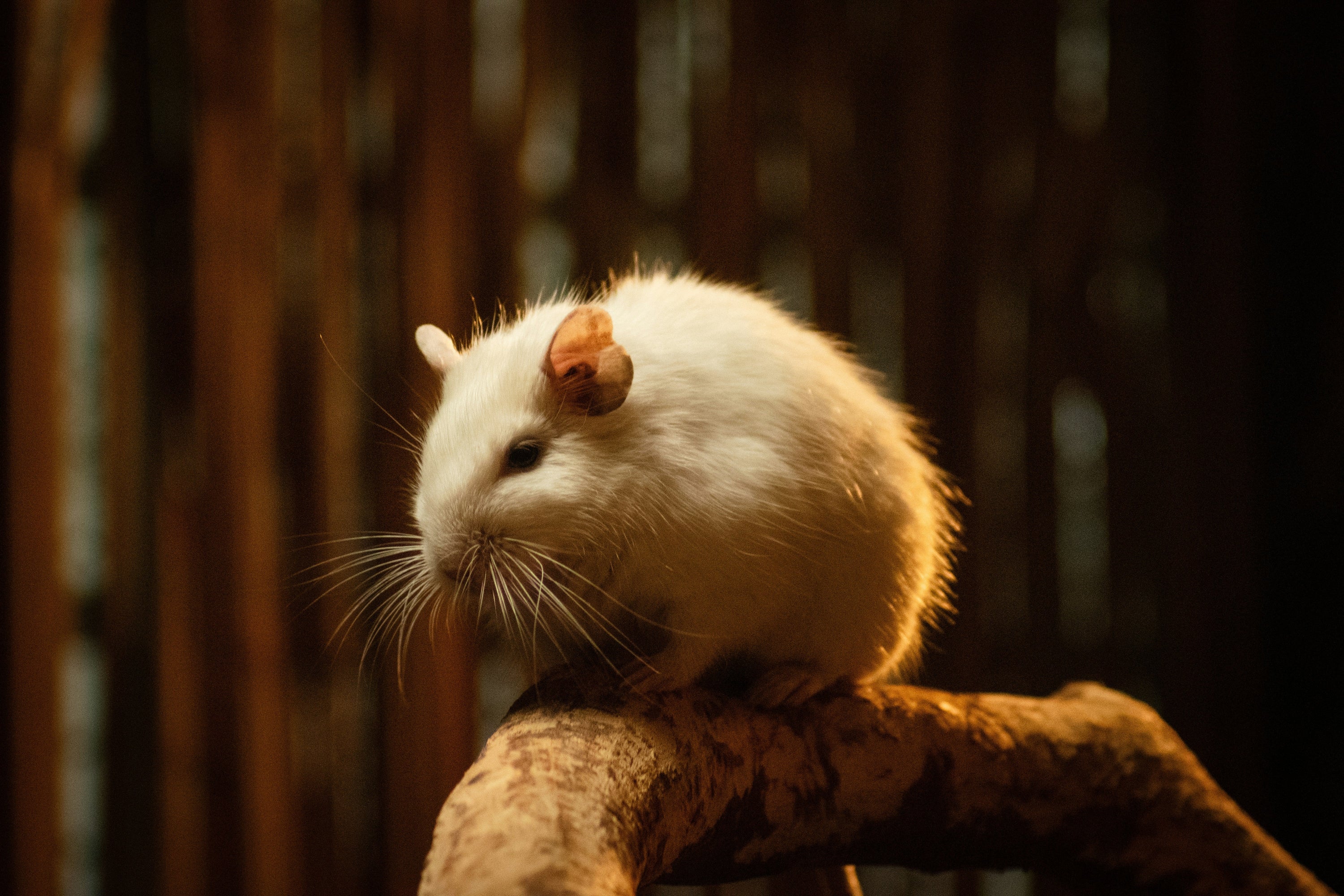 White Gerbil In Wooden Backround