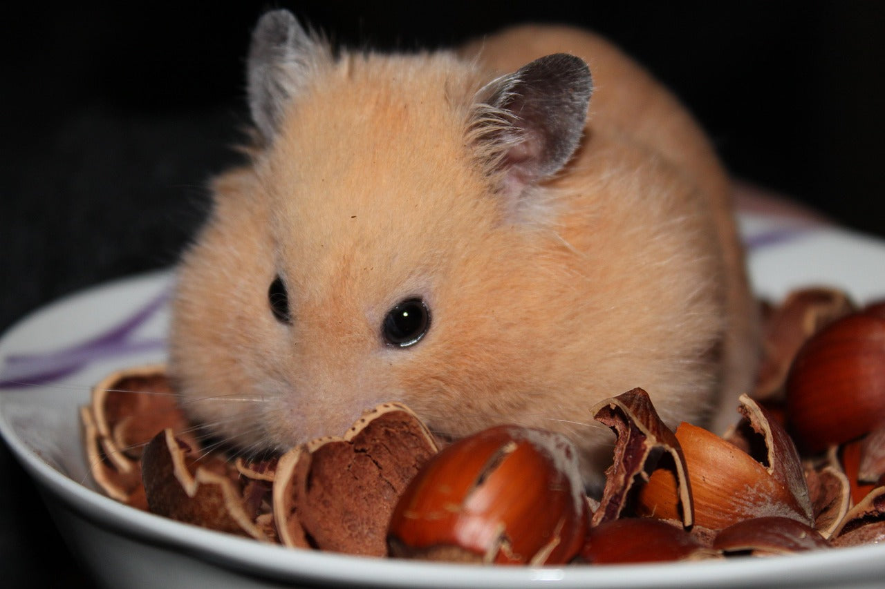 Golden Syrian Hamster eating hazelnuts