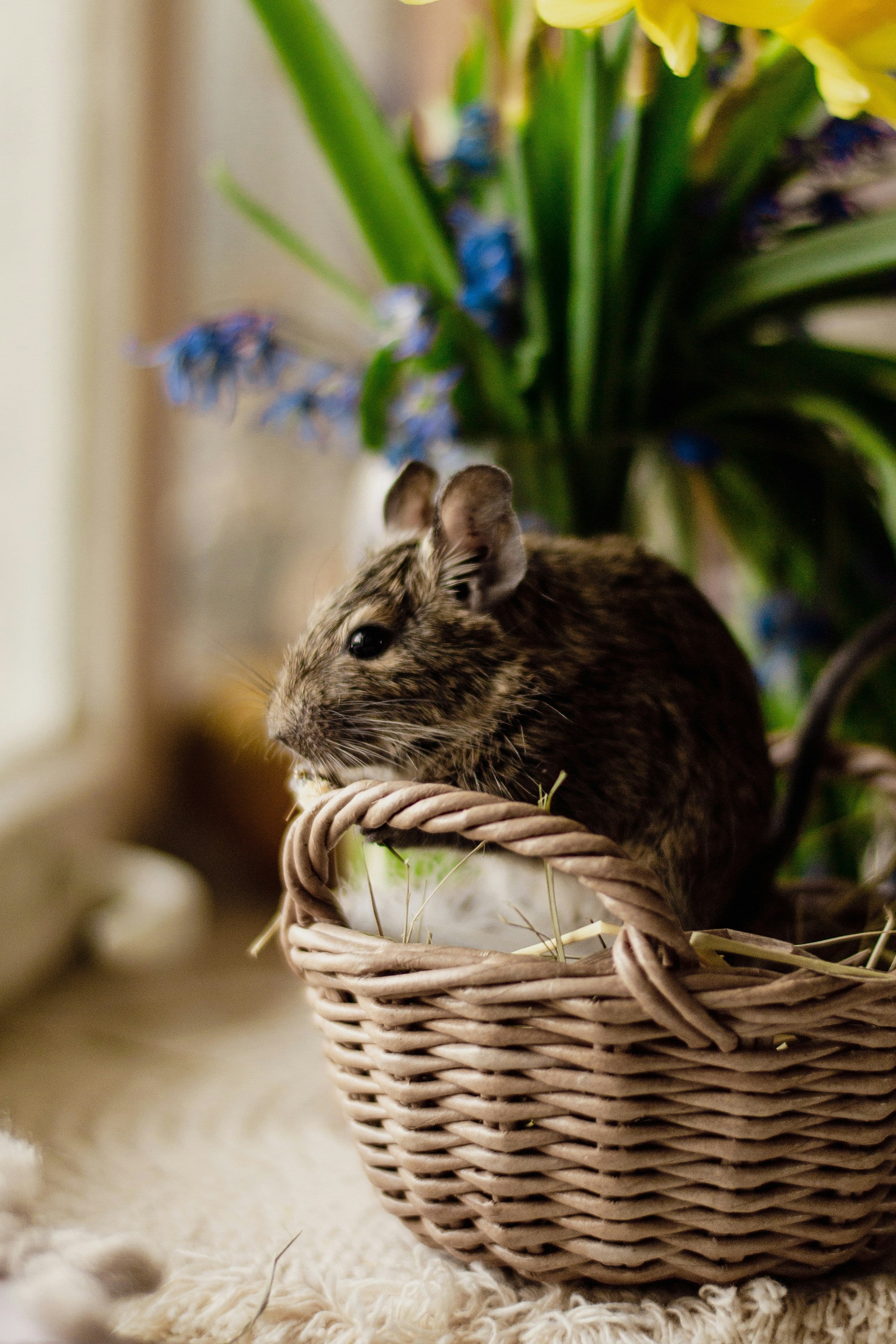 Degu Pet In The Basket