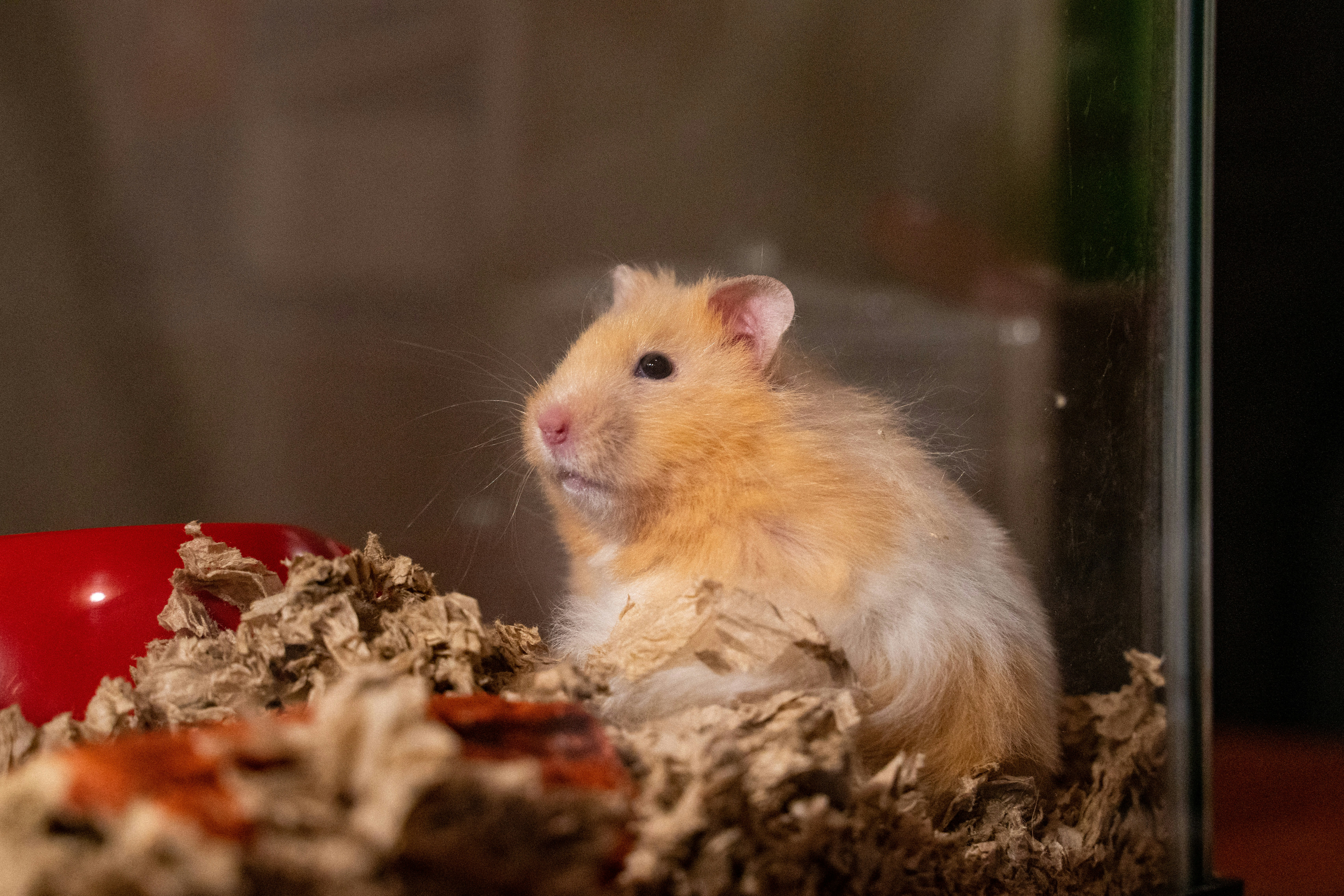Golden Cute Chubby Hamster