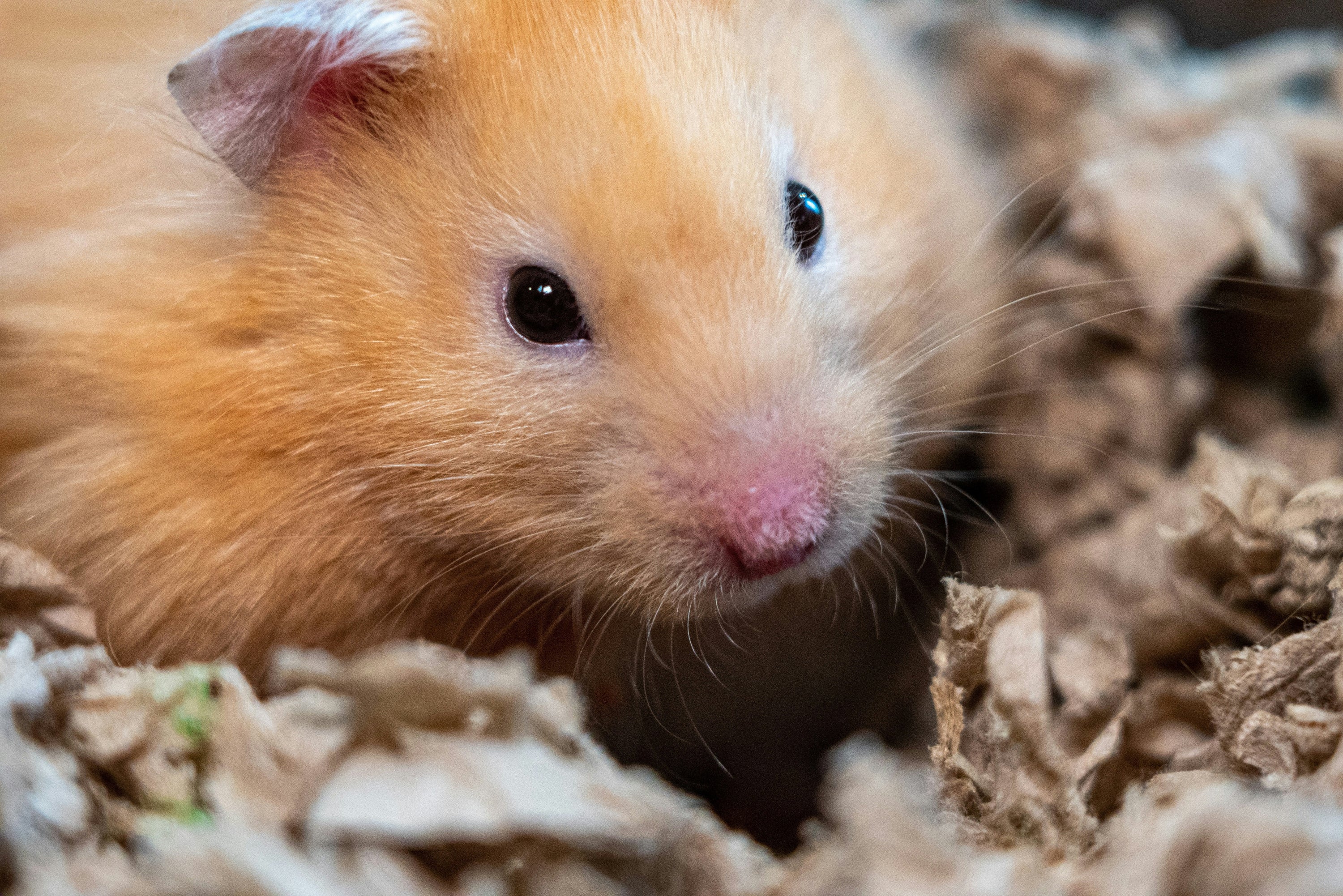 Golden Syrian Hamster