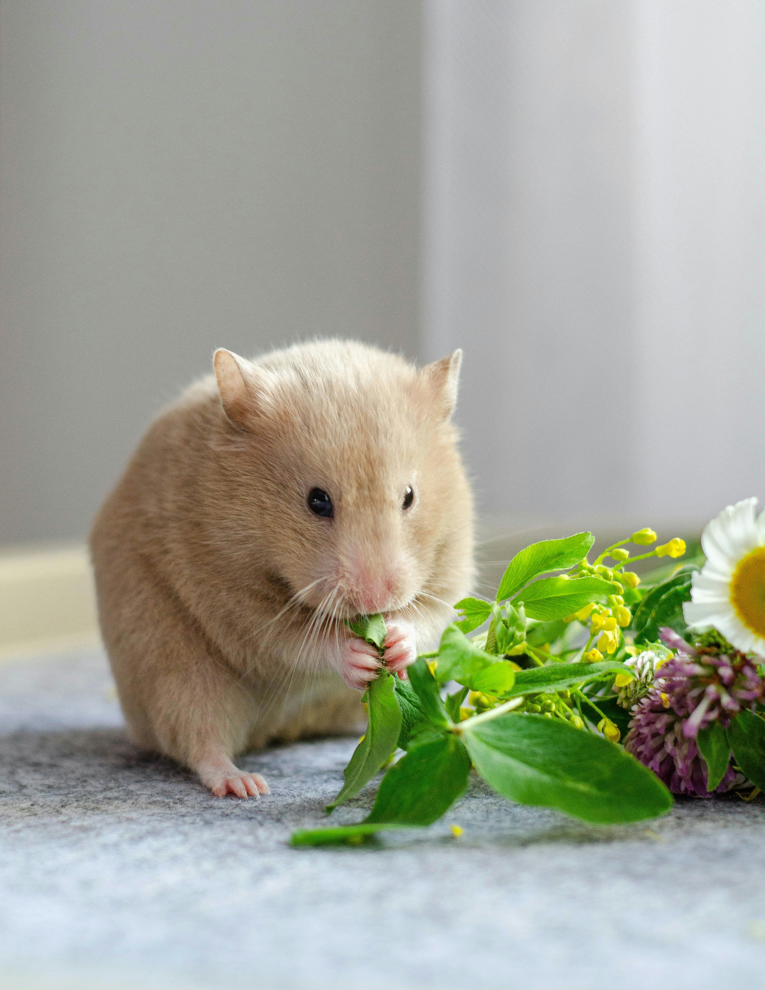 Hamster Eating Greens